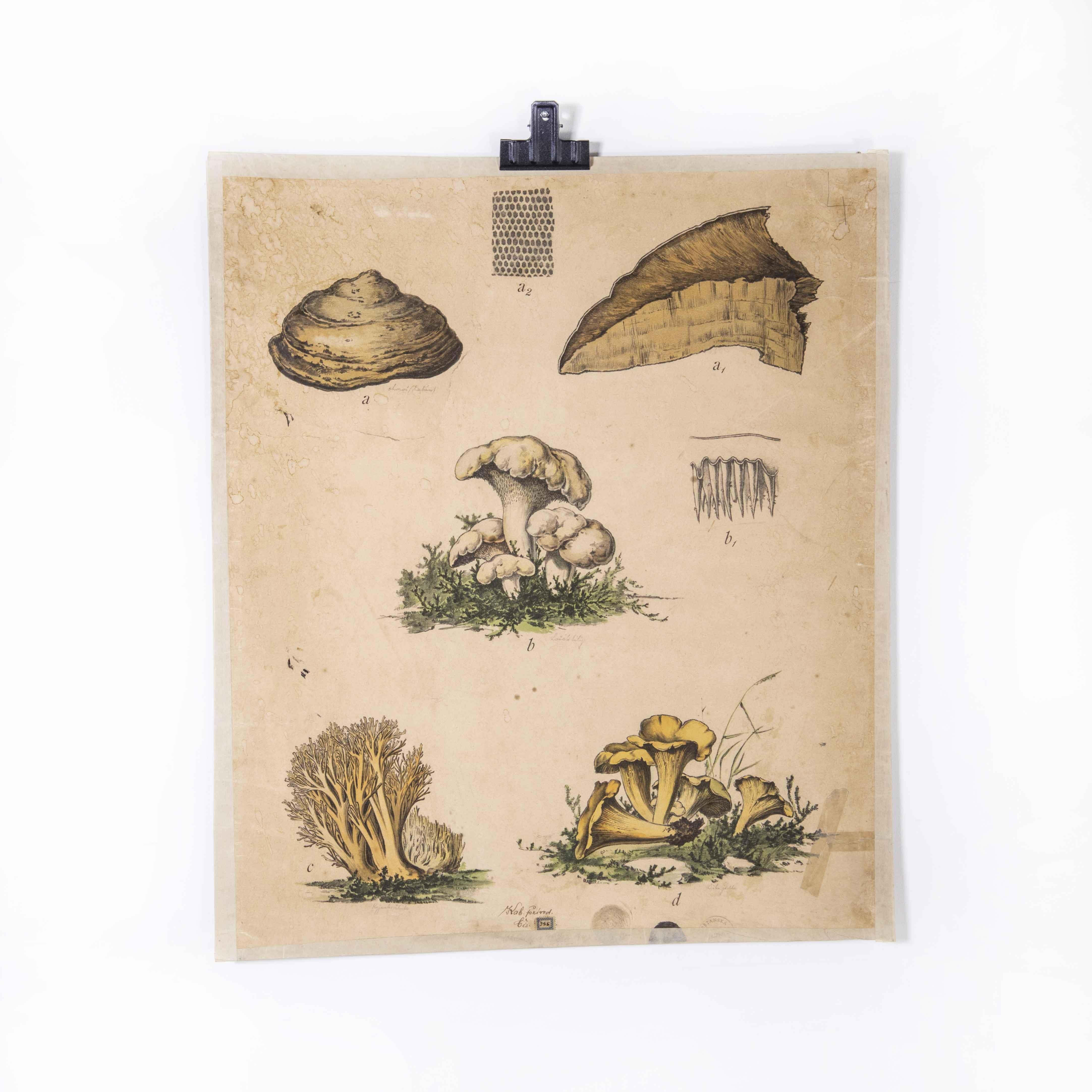 Czech Early 20th Century Fungi Educational Poster For Sale