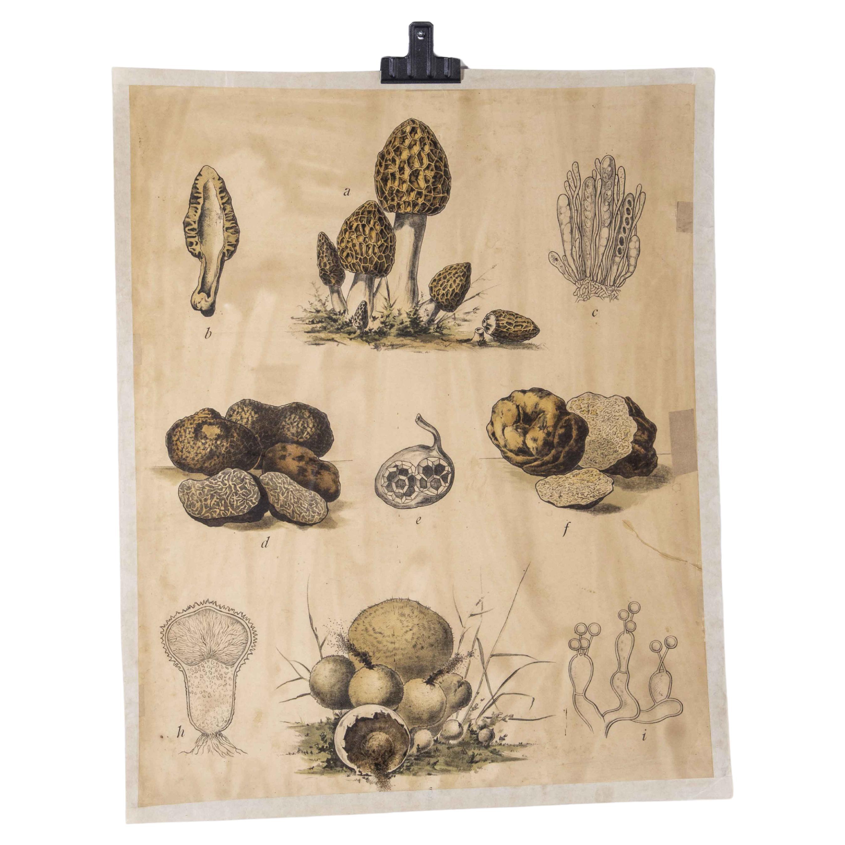 Early 20th Century Fungi Educational Poster For Sale