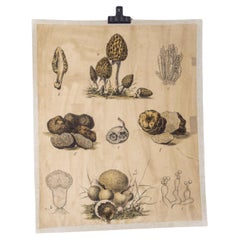 Affiche éducative sur les champignons du début du 20e siècle