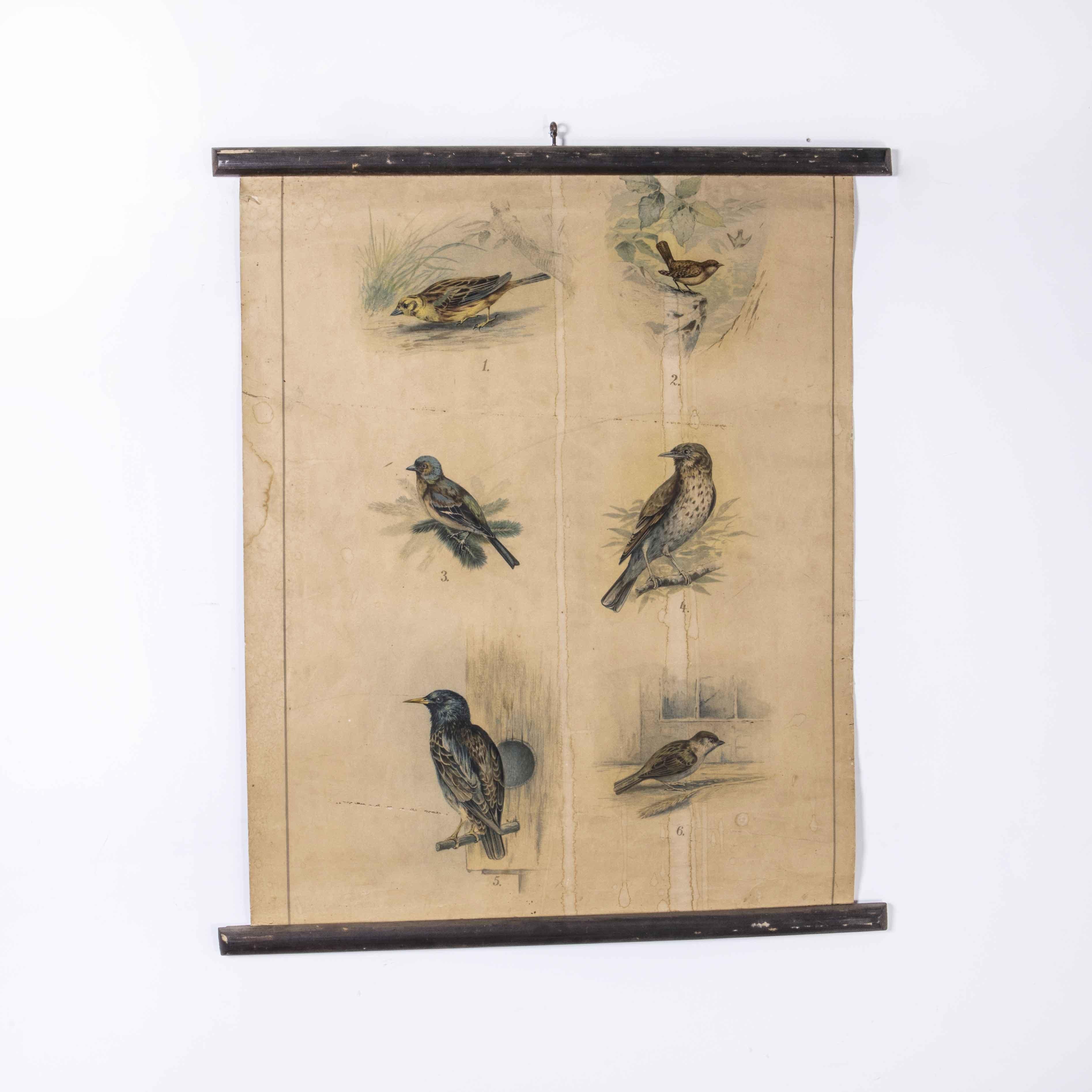 20ième siècle Affiche éducative du début du 20e siècle sur les oiseaux de jardin en vente