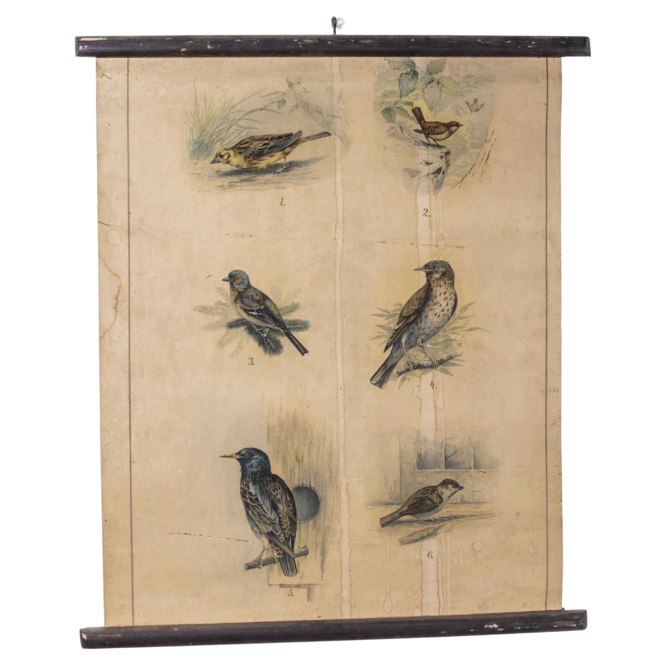 Affiche éducative du début du 20e siècle sur les oiseaux de jardin en vente