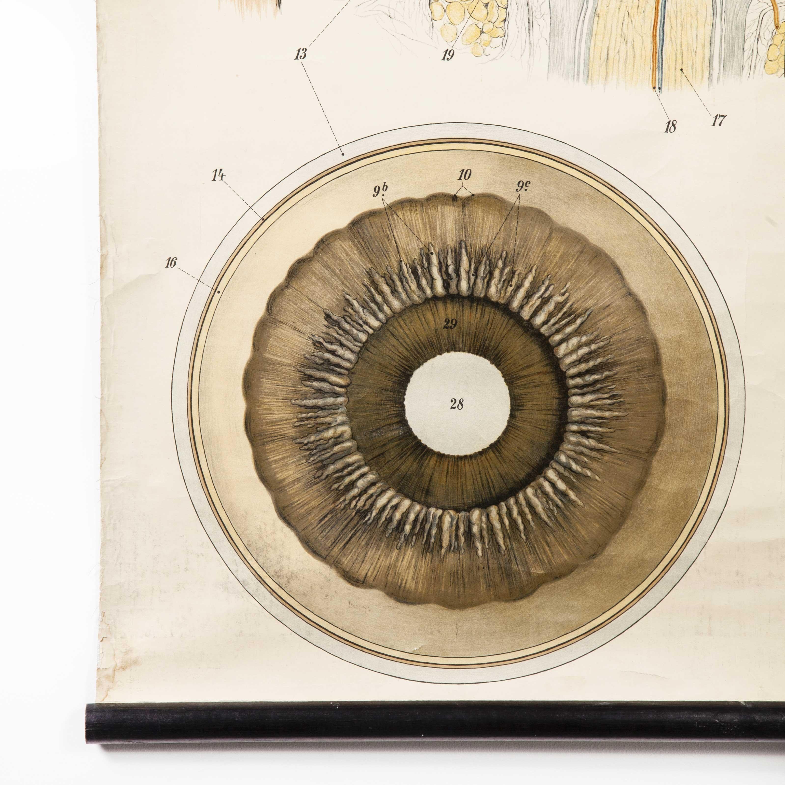 Early 20th Century German Anatomical Chart Eye and Retina 1