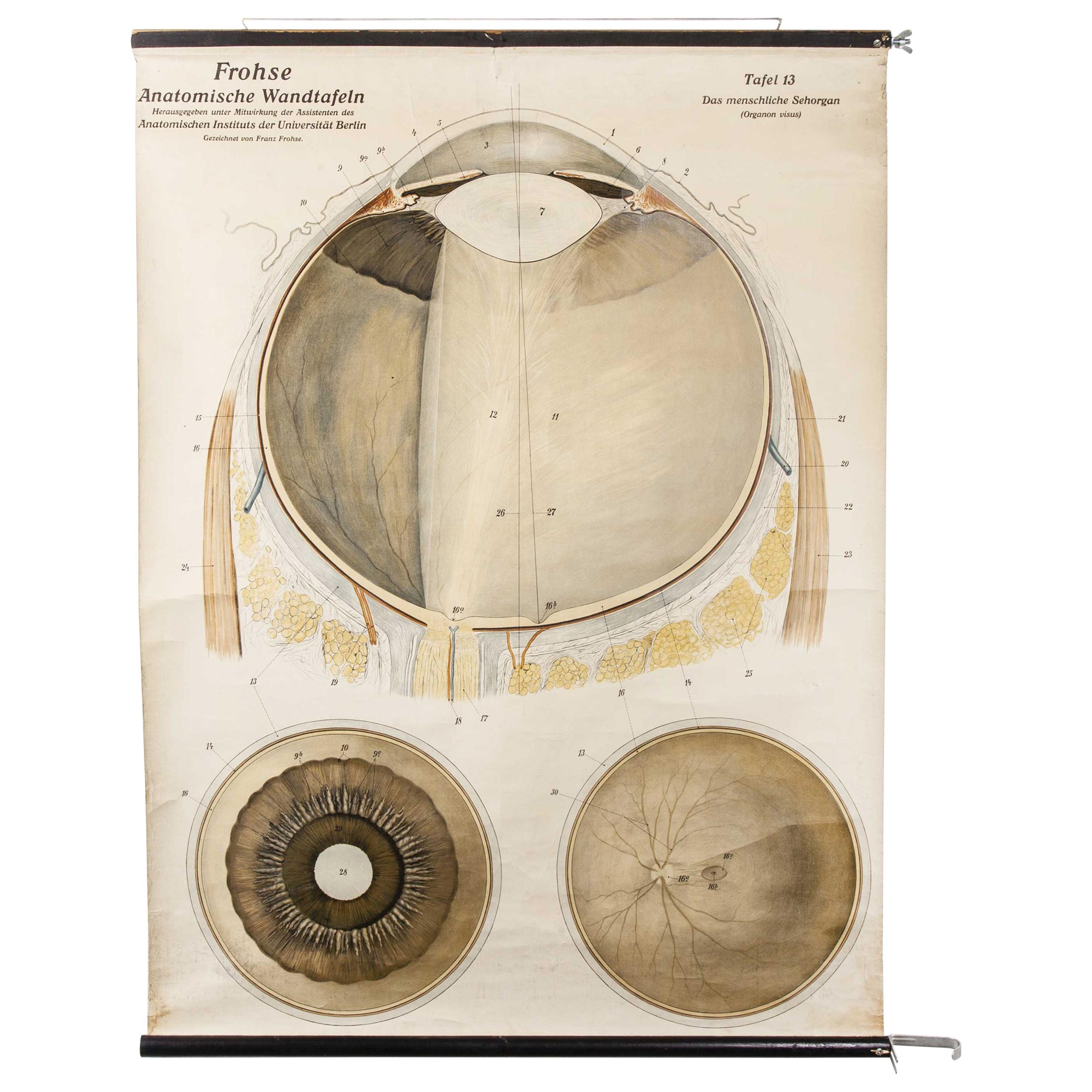 Early 20th Century German Anatomical Chart Eye and Retina