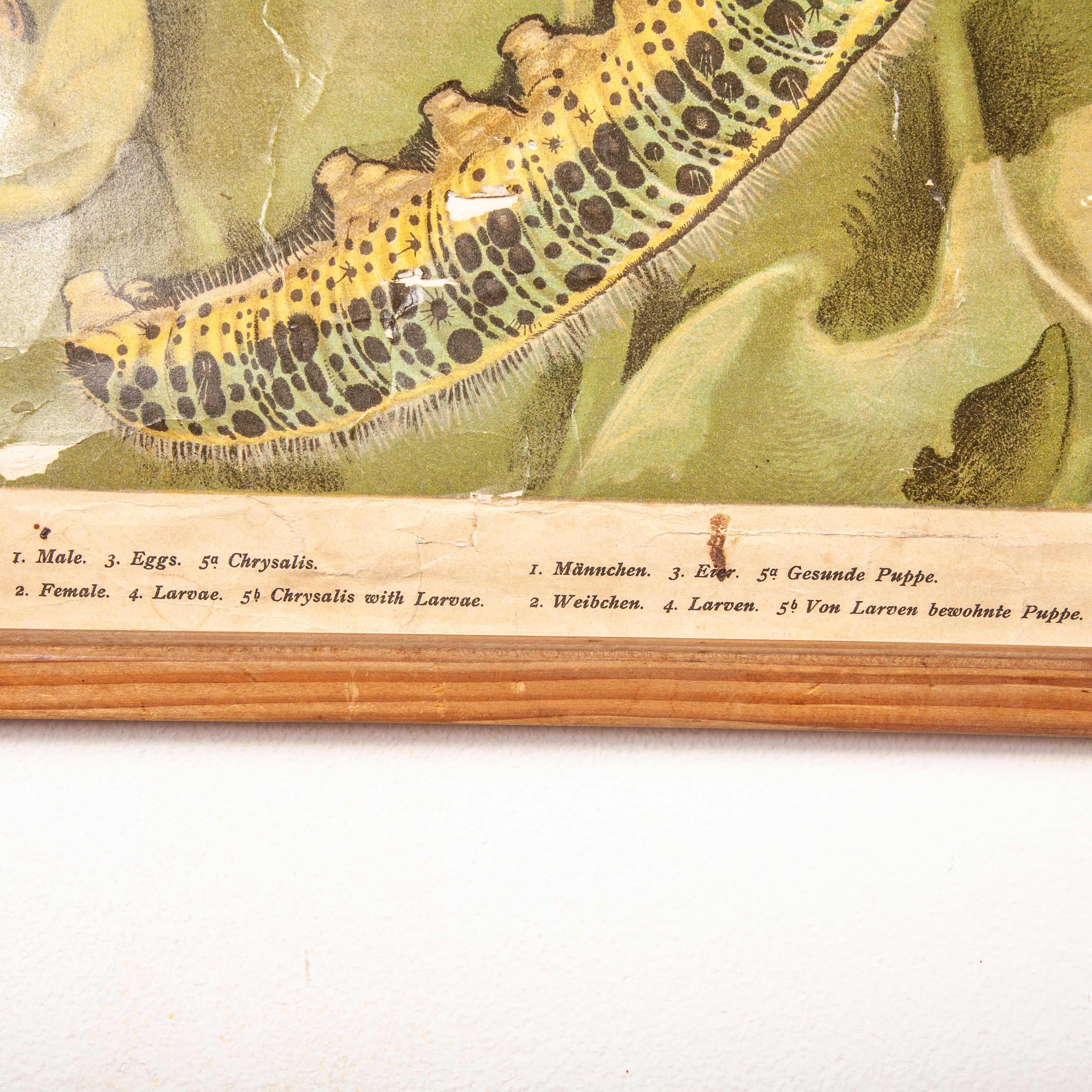 Early 20th Century German Educational Chart of Pieris Brassicae For Sale 7
