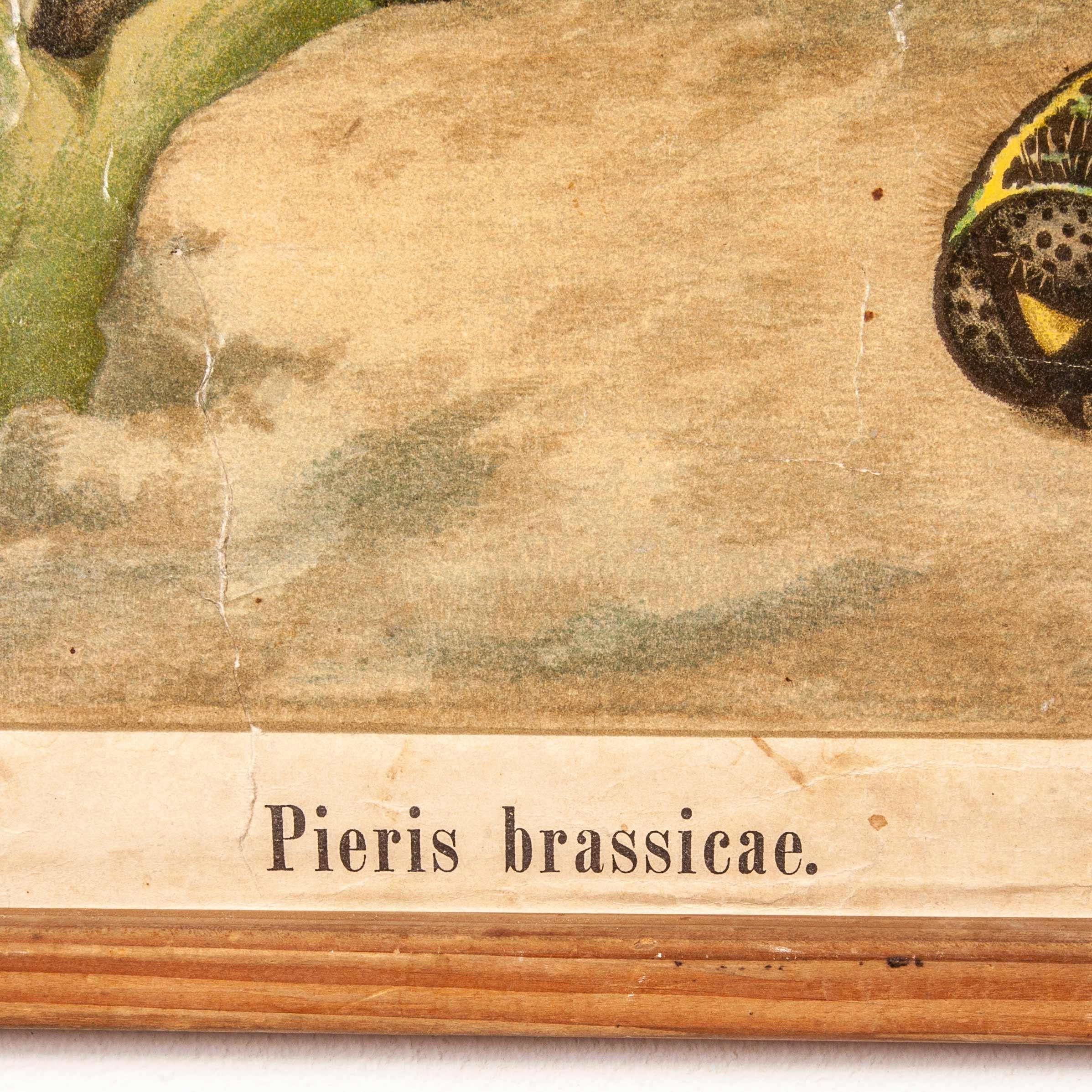 Early 20th Century German Educational Chart of Pieris Brassicae For Sale 8