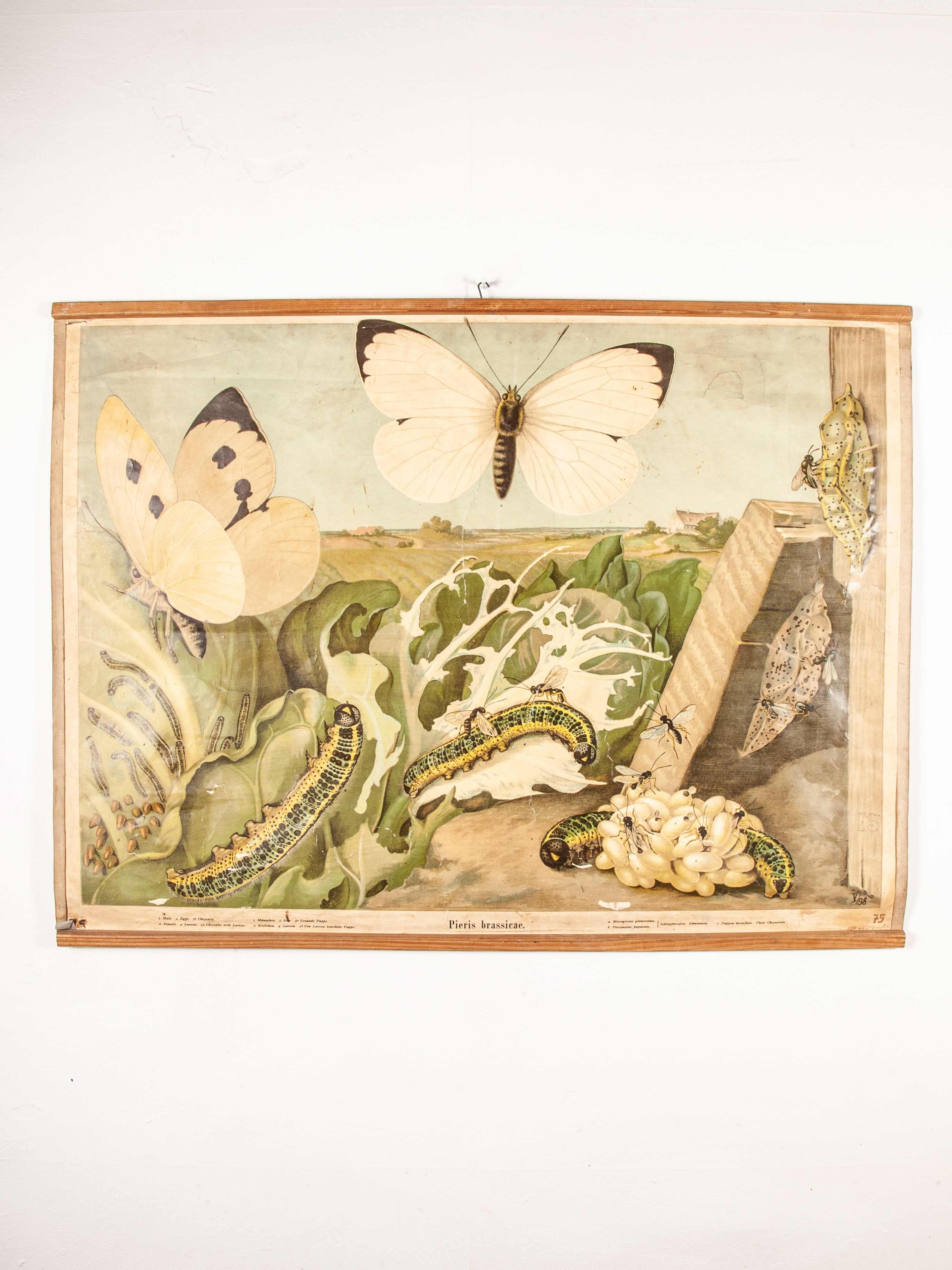 Early 20th Century German Educational Chart of Pieris Brassicae For Sale 10
