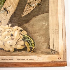 Early 20th Century German Educational Chart of Pieris Brassicae