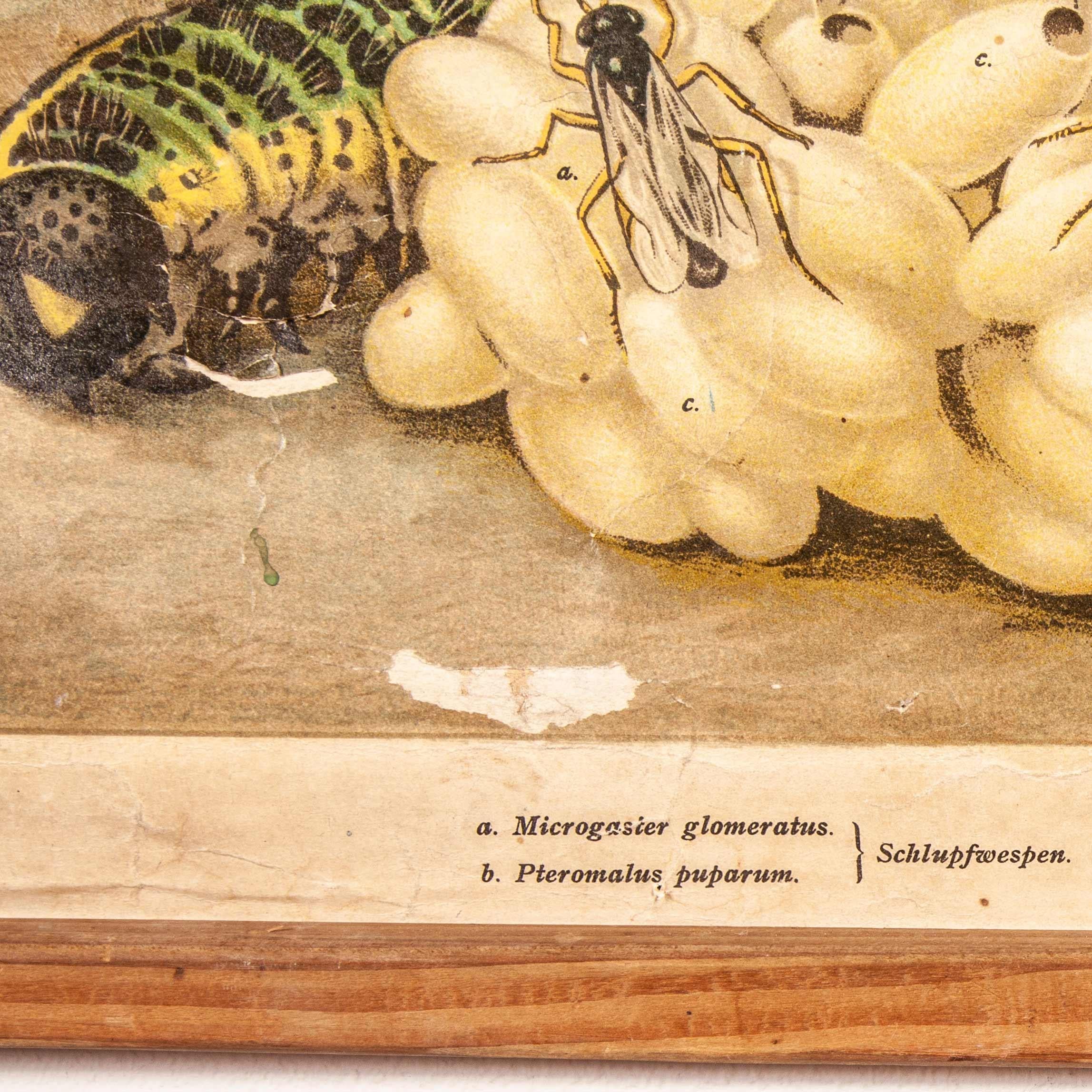 Deutsche Lehrtafel des frühen 20. Jahrhunderts über Pieris Brassicae im Angebot 3