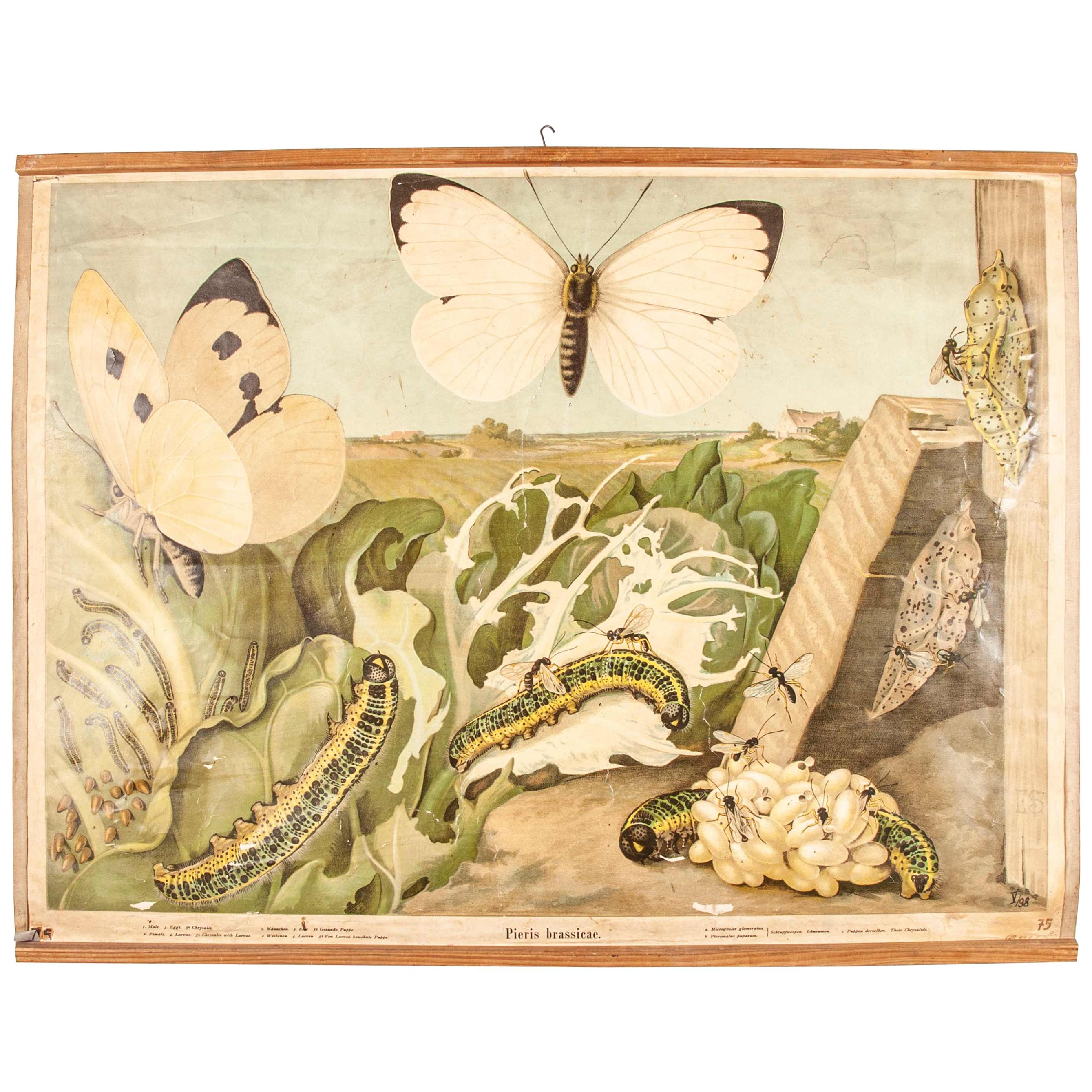 Early 20th Century German Educational Chart of Pieris Brassicae For Sale