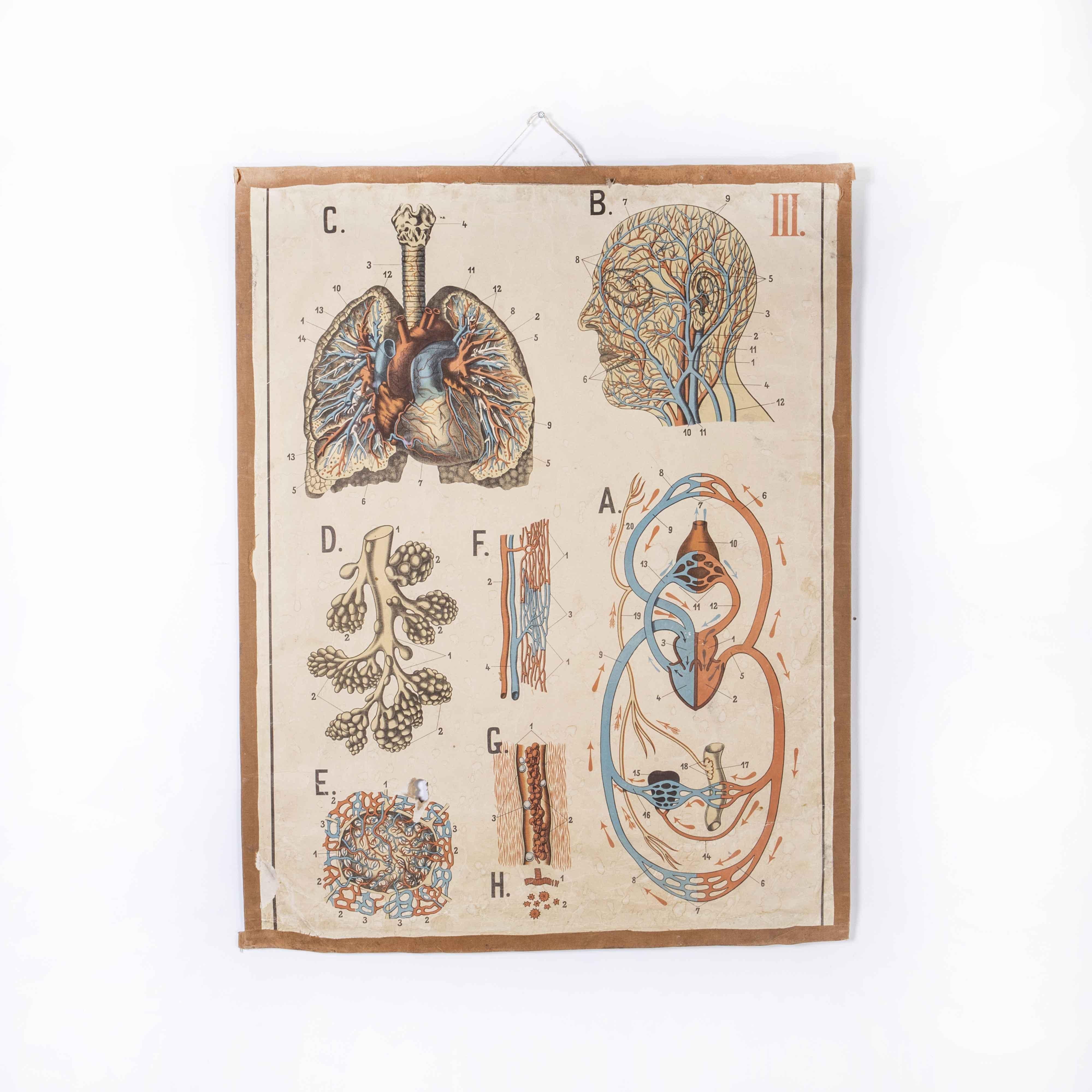 Tchèque Affiche éducative sur l'anatomie humaine du début du 20e siècle en vente