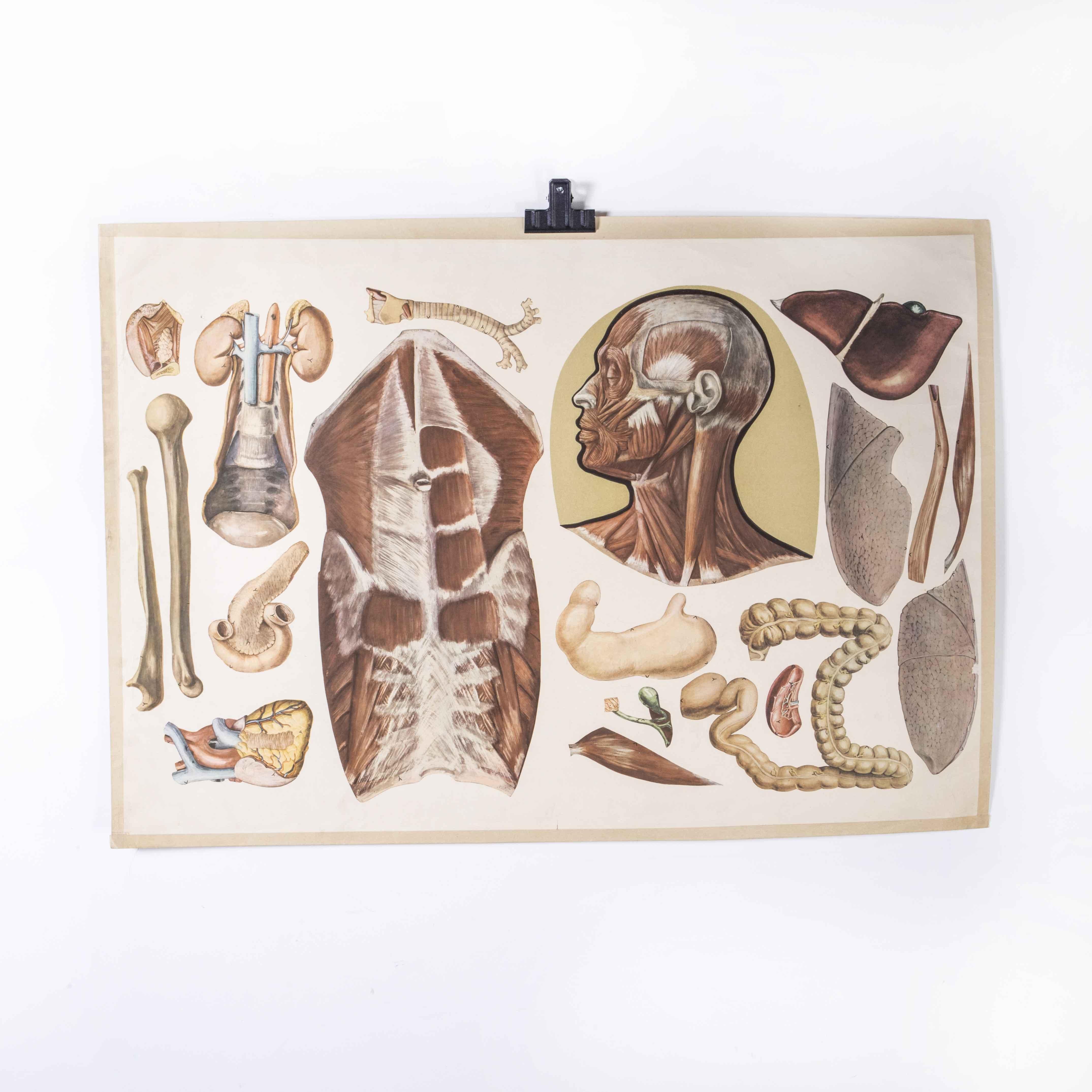Early 20th Century Human Skeleton Educational Poster
Early 20th Century Human Skeleton Educational Poster. Early 20th century Czechoslovakian educational human anatomy chart. A rare and vintage wall chart from the Czech Republic illustrating the