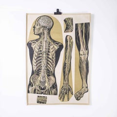 Early 20th Century Human Skeleton Educational Poster
