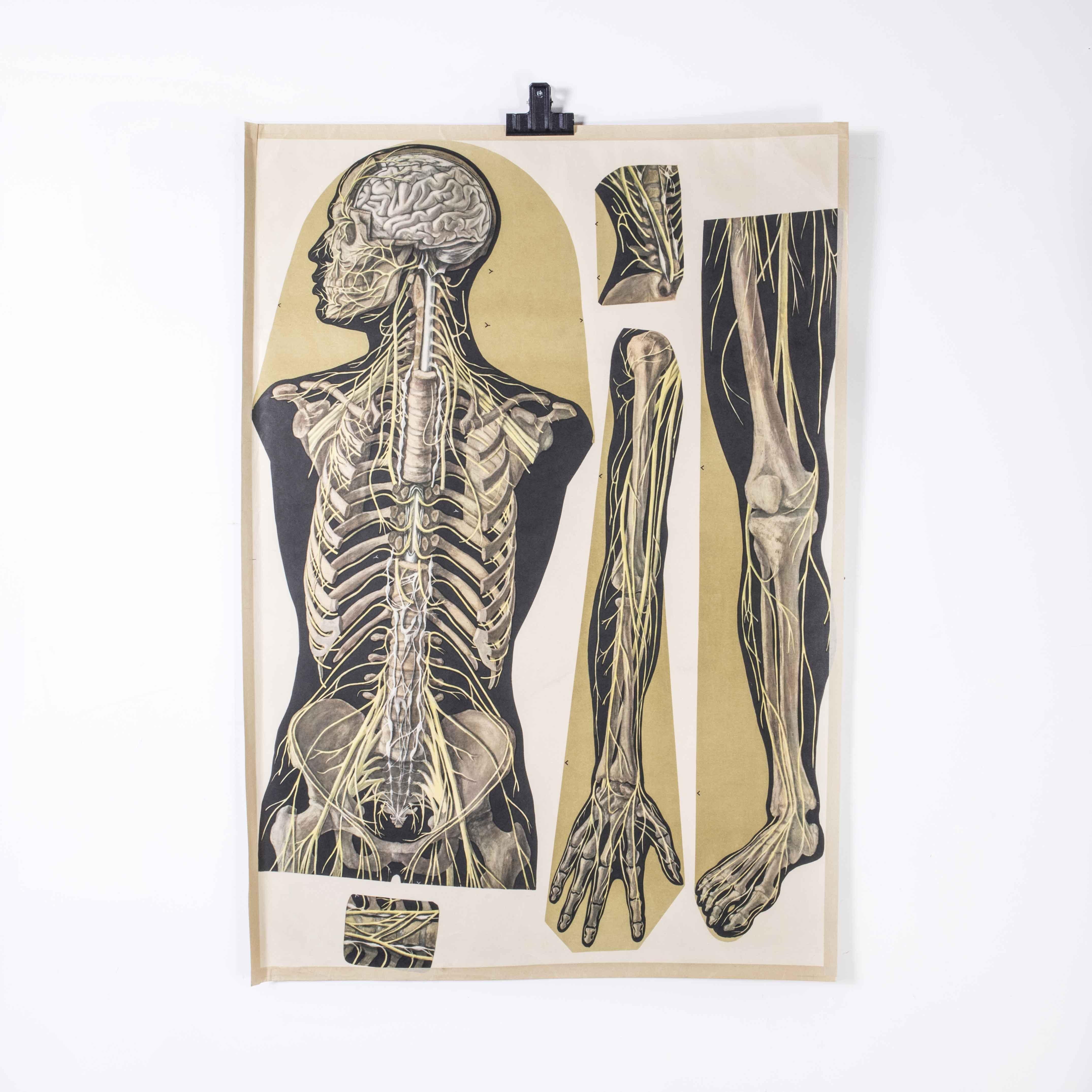 Czech Early 20th Century Human Skeleton Educational Poster For Sale