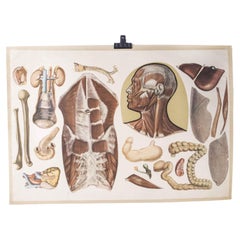 Early 20th Century Human Skeleton Educational Poster