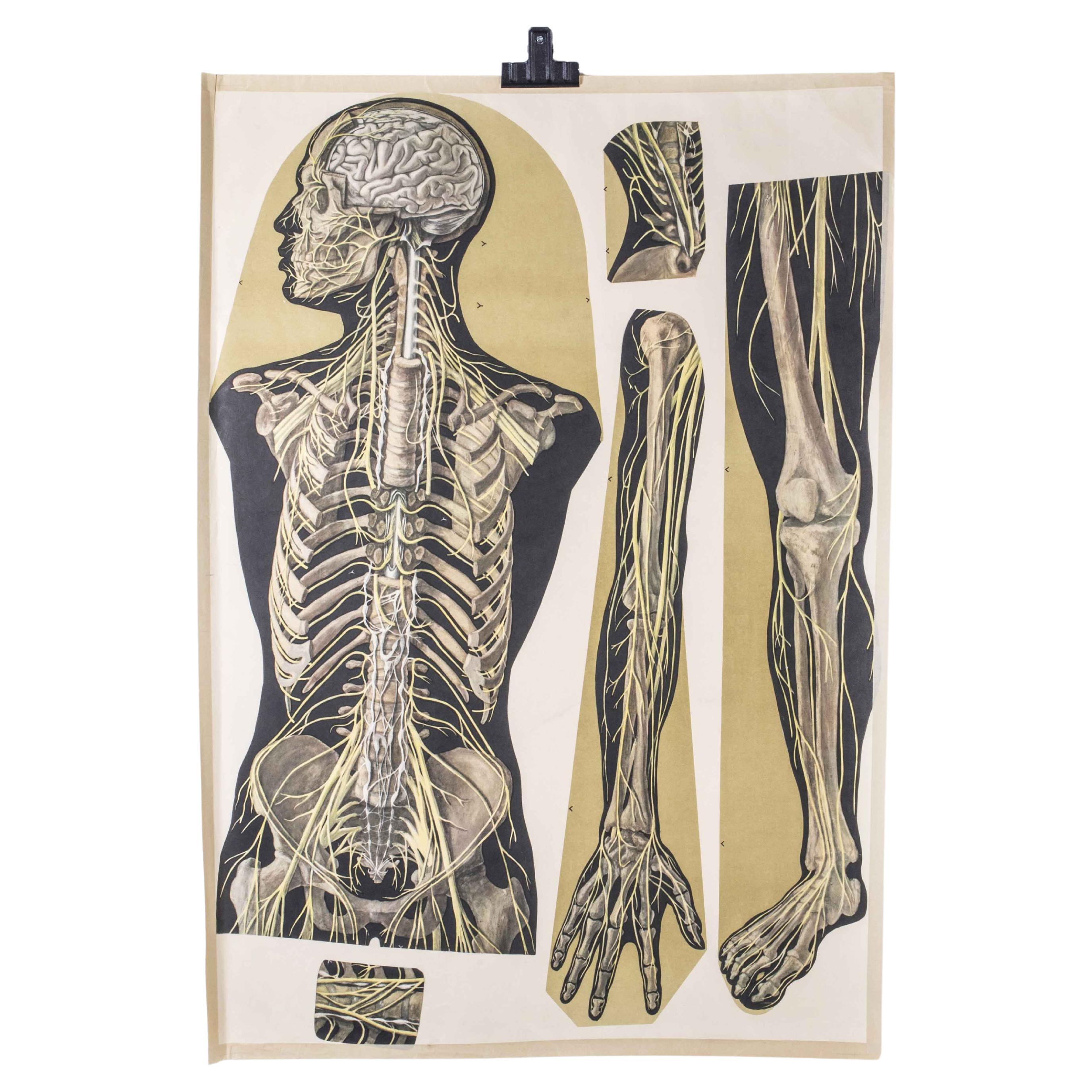 Affiche éducative sur le squelette humain du début du 20e siècle