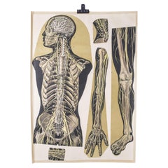 Early 20th Century Human Skeleton Educational Poster