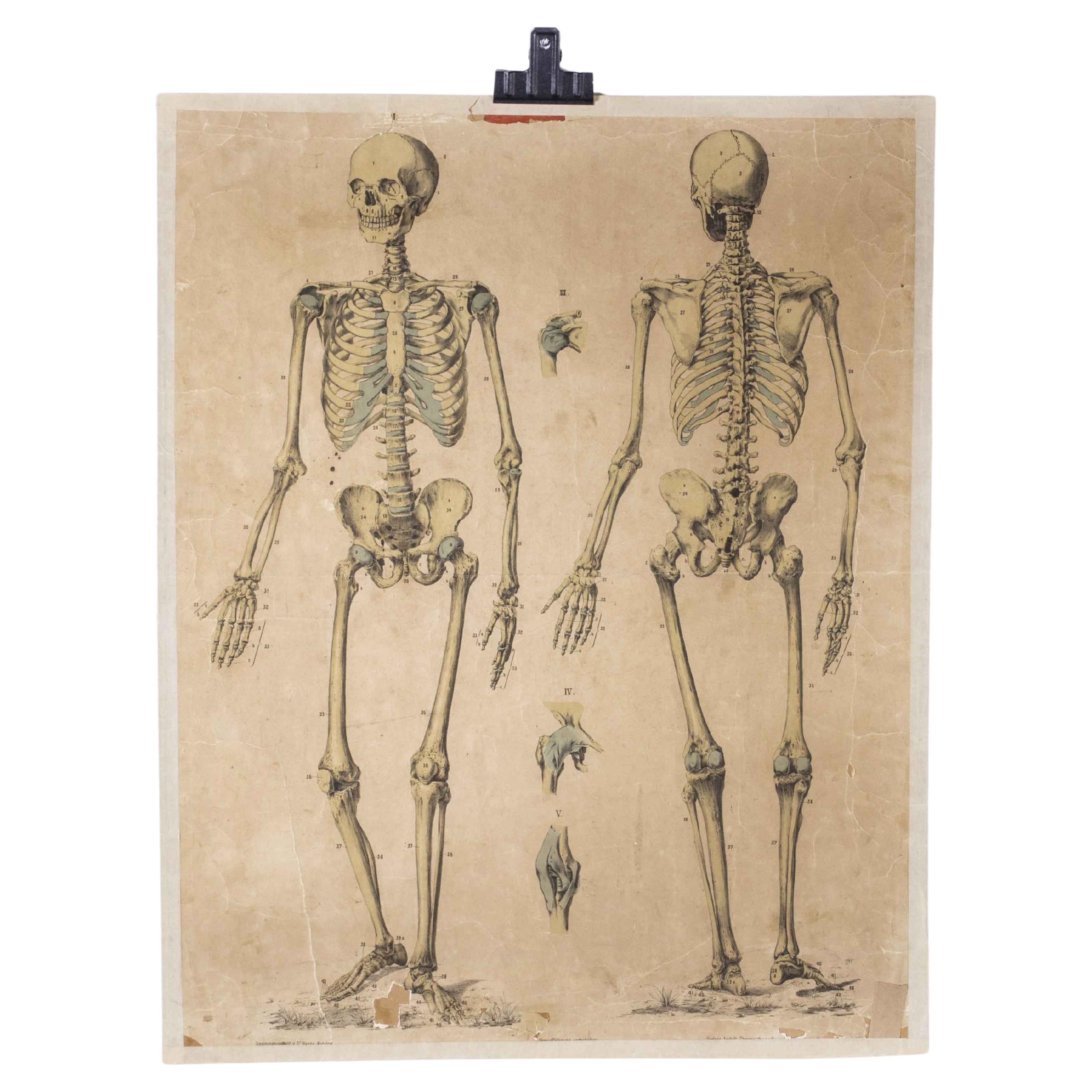 Affiche éducative du début du XXe siècle représentant un squelette humain à l'avant et à l'arrière
