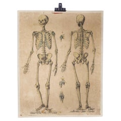 Retro Early 20th Century Human Skeleton Front and Back Educational Poster