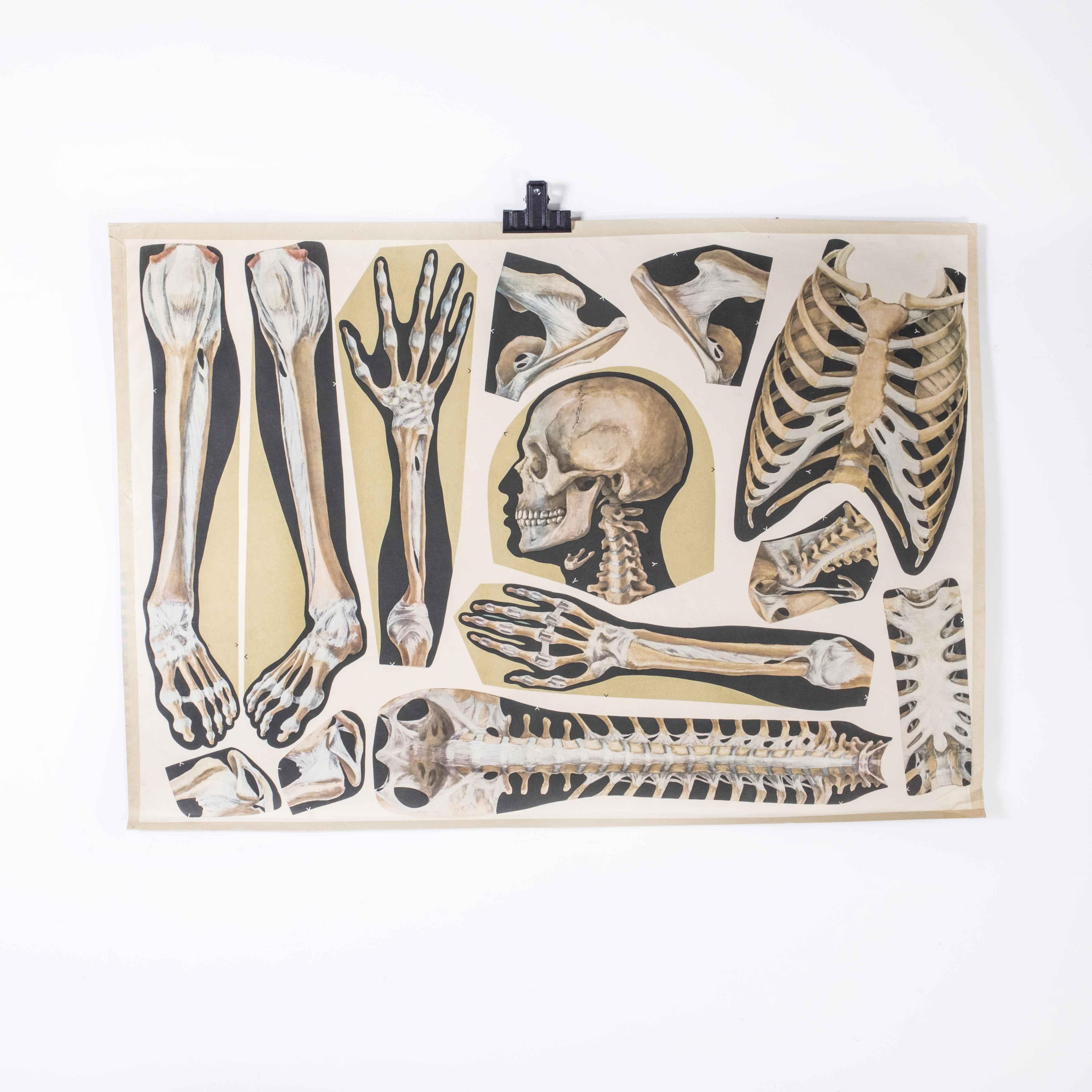 Czech Early 20th Century Human Skeleton Parts Educational Poster For Sale