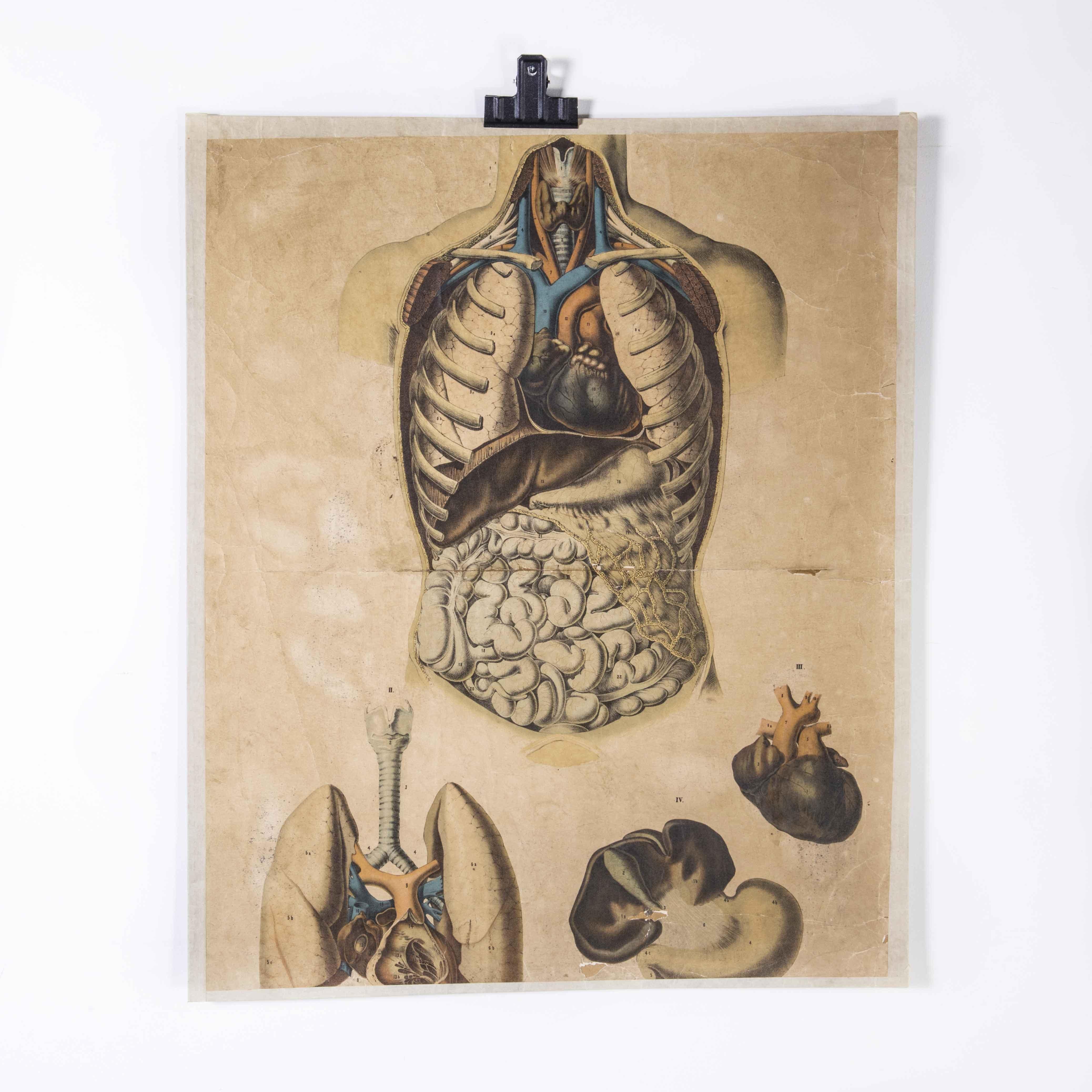 Early 20th century human vital organs educational poster
Early 20th century human vital organs educational poster. Early 20th century Czechoslovakian educational human anatomy chart. A rare and vintage wall chart from the Czech Republic