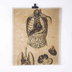 Early 20th Century Human Vital Organs Educational Poster