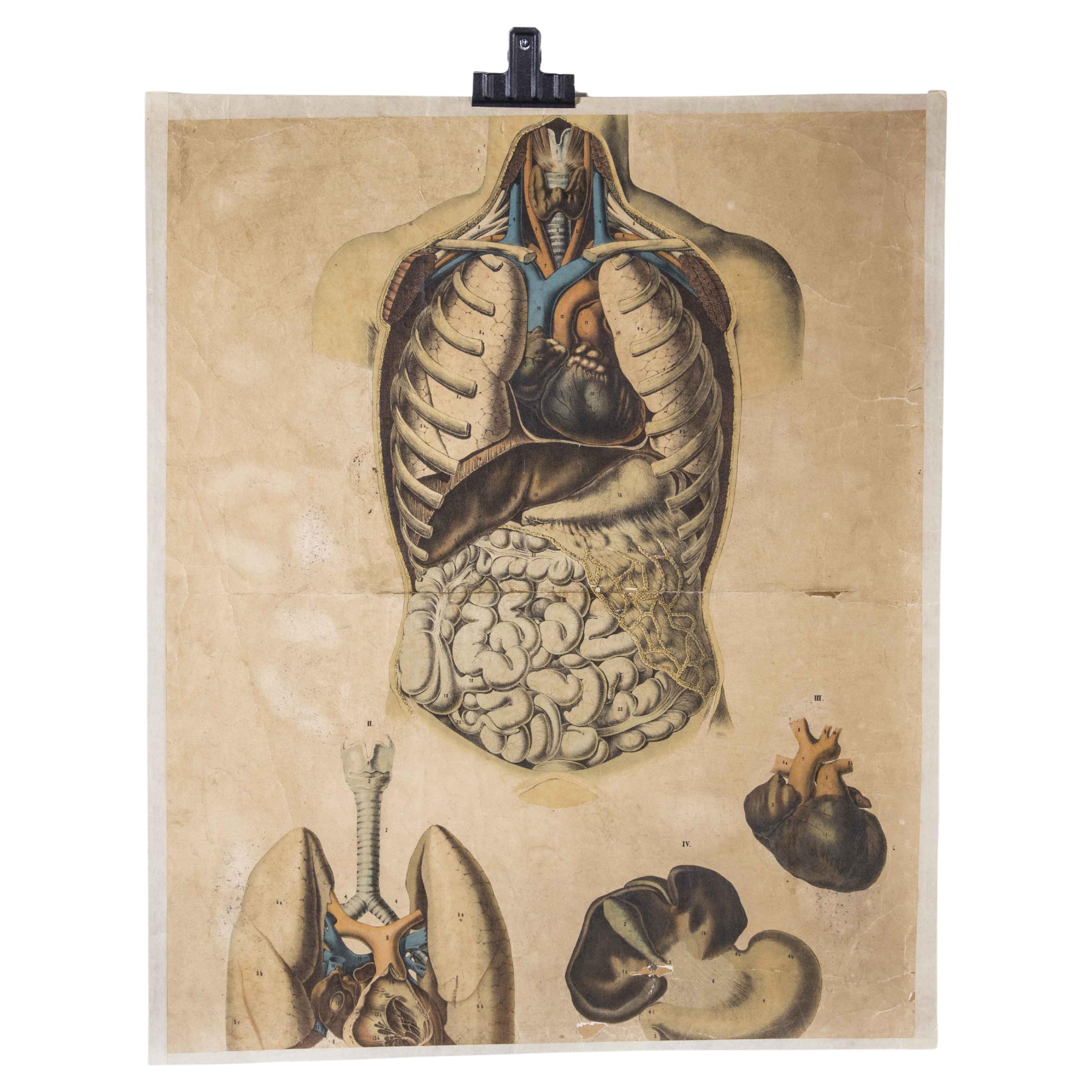 Poster educativo sugli organi vitali umani dei primi del Novecento