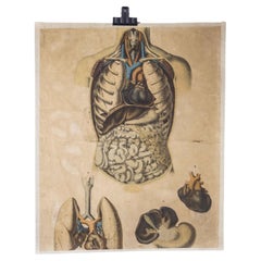 Early 20th Century Human Vital Organs Educational Poster