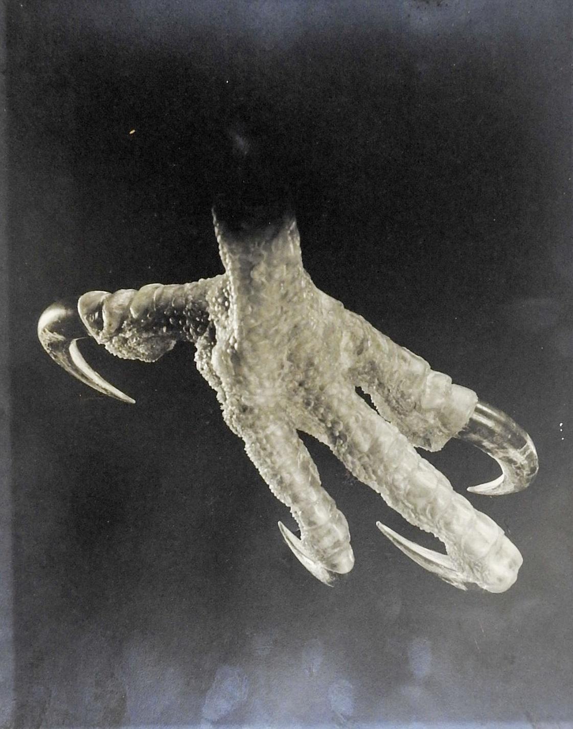 Vintage silver gelatin black and white photograph of an eagle claw circa 1930's by Joe Clark (1904-1989). Calling himself the HBSS the hill billy snap shooter. Signed in pencil on mat. Mat has broken and is heavily acidic, will be included as it