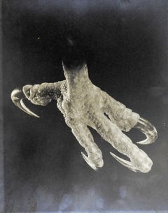 Joe Clark Eagle Claw - Photographie vintage en noir et blanc à griffes