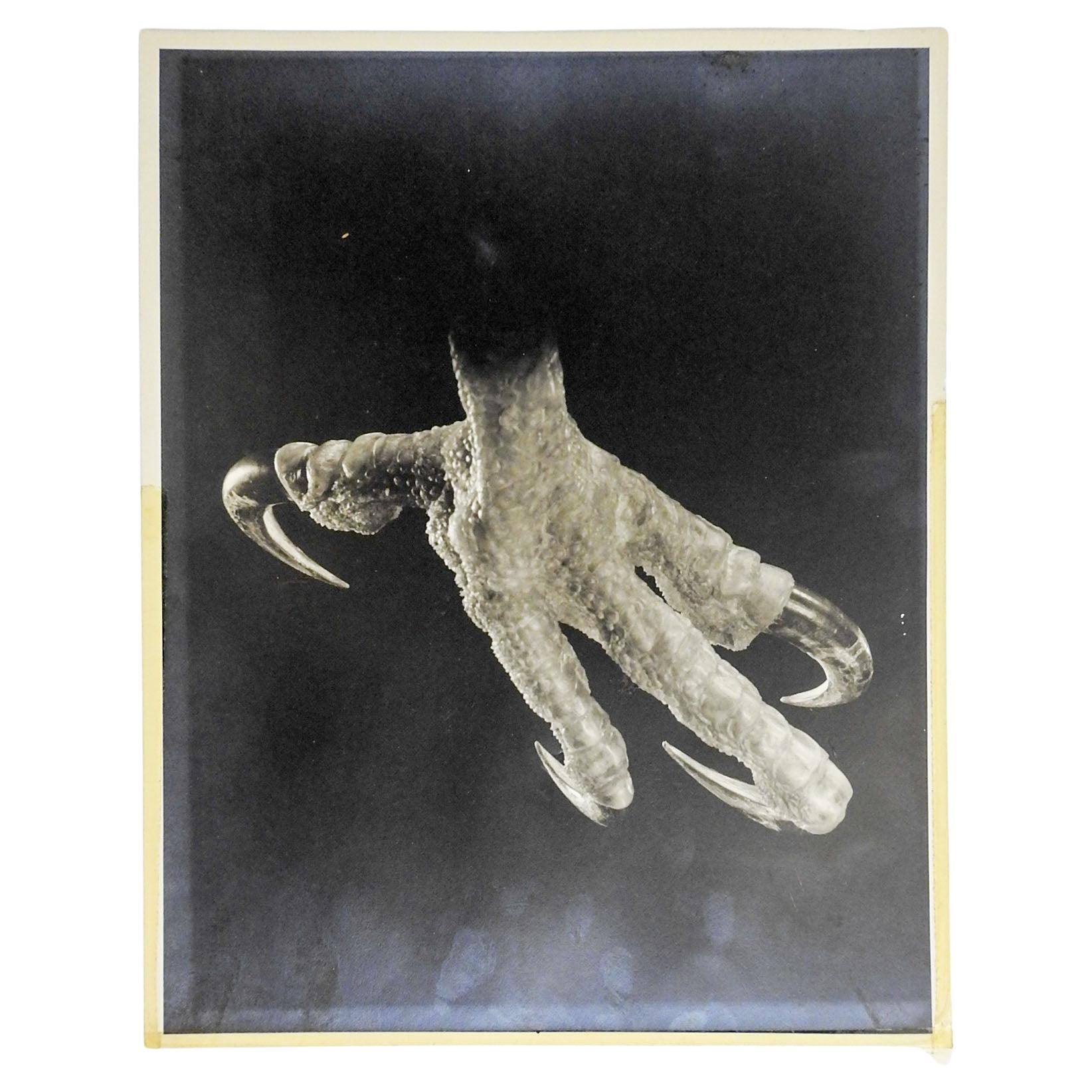 Vintage Joe Clark Eagle Claw Black and White Photograph For Sale