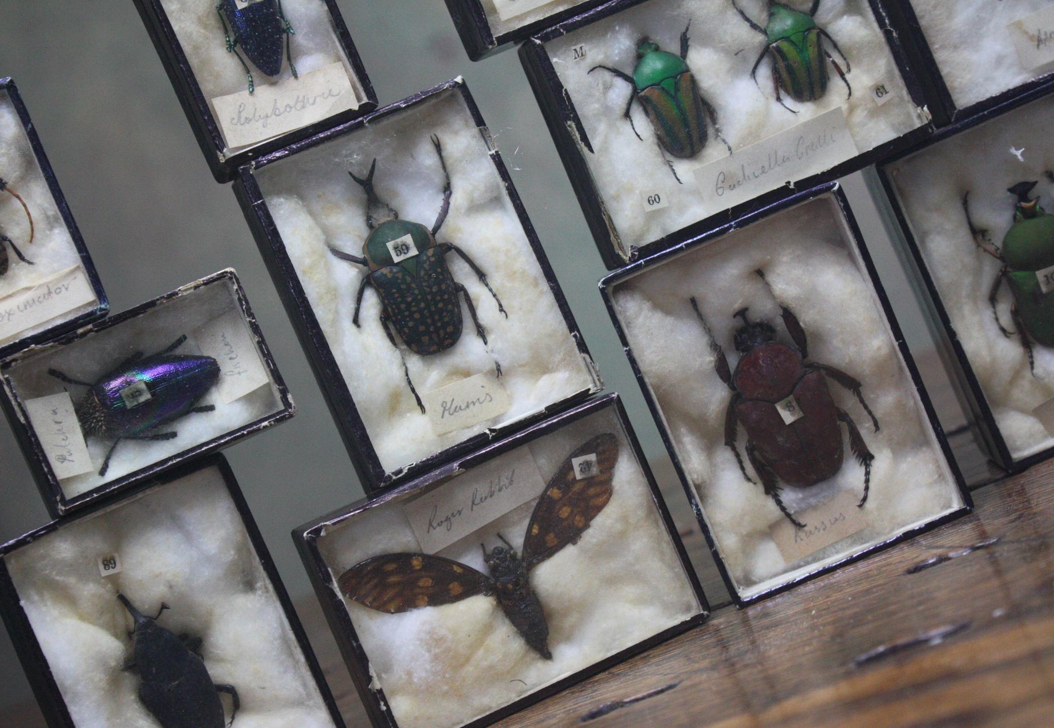 Early 20th Century Collection of 44 Cased Museum Entomology Beetle Specimens 6