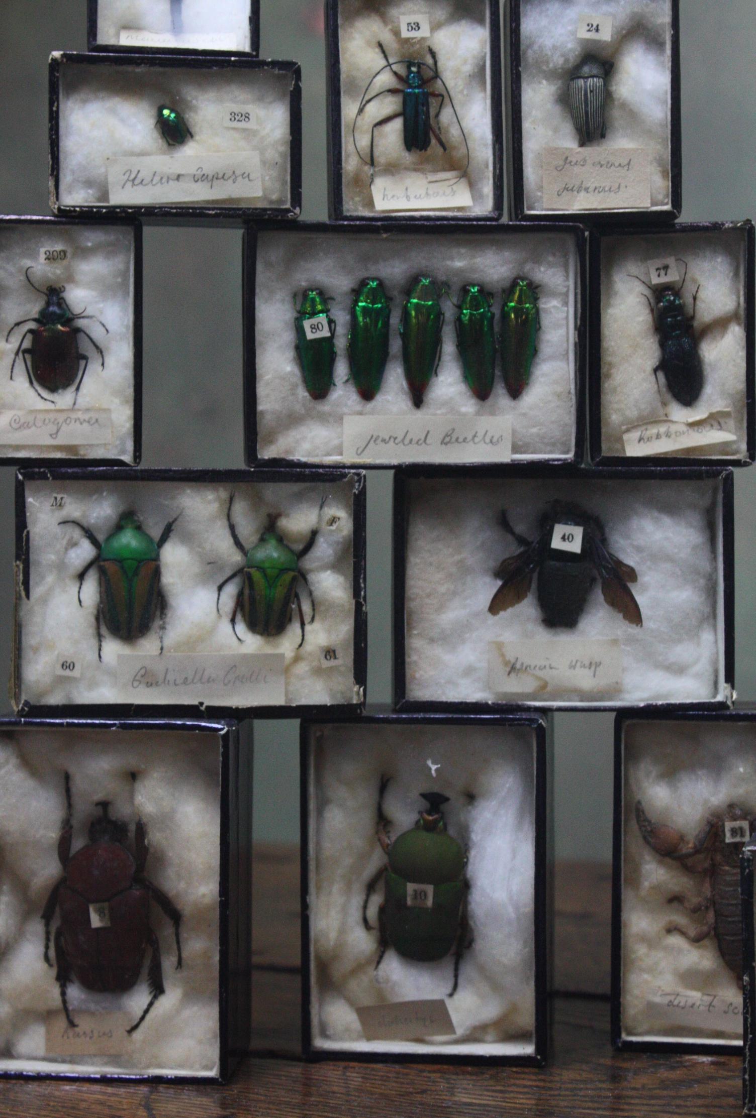Early 20th Century Collection of 44 Cased Museum Entomology Beetle Specimens 7