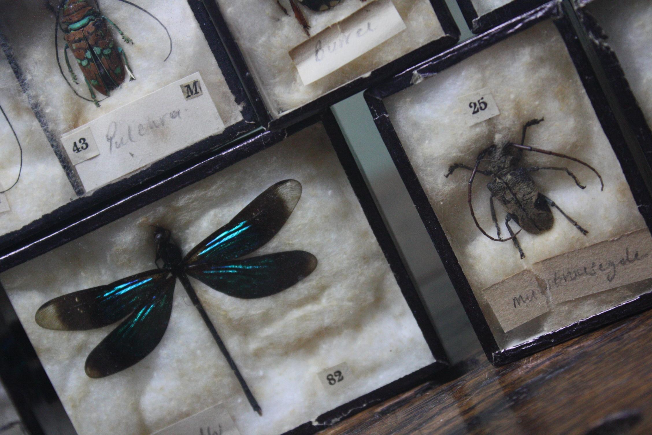 Early 20th Century Collection of 44 Cased Museum Entomology Beetle Specimens 8