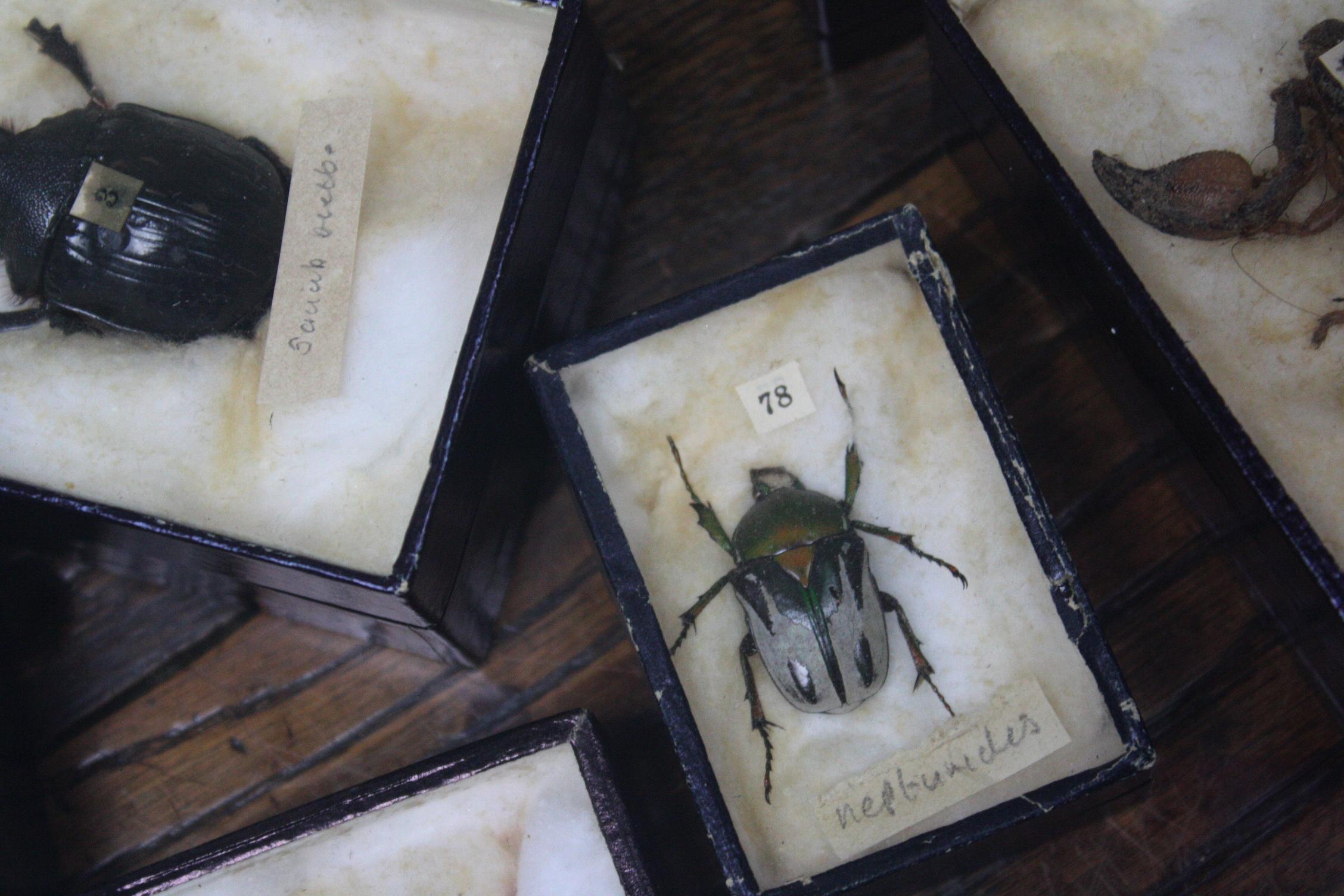 Early 20th Century Collection of 44 Cased Museum Entomology Beetle Specimens In Good Condition In Lowestoft, GB