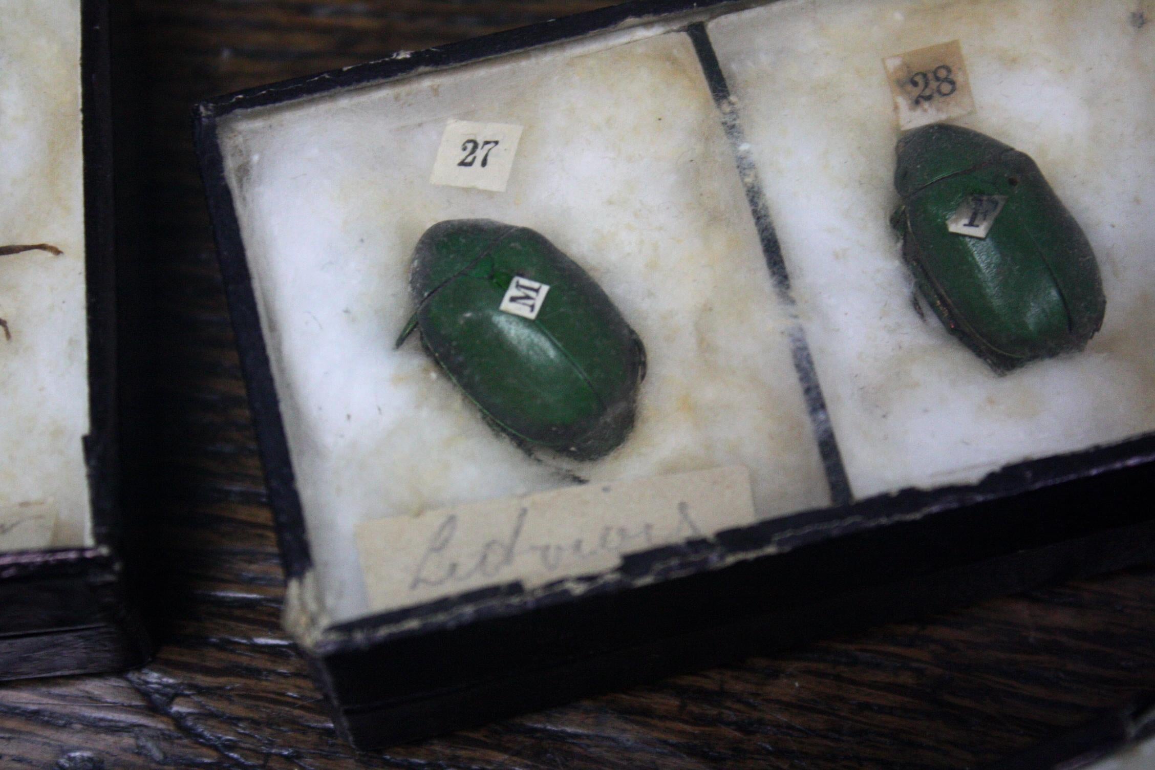 Glass Early 20th Century Collection of 44 Cased Museum Entomology Beetle Specimens