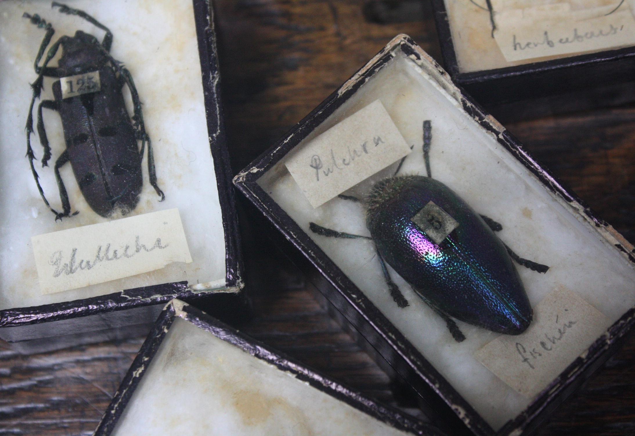 Early 20th Century Collection of 44 Cased Museum Entomology Beetle Specimens 1