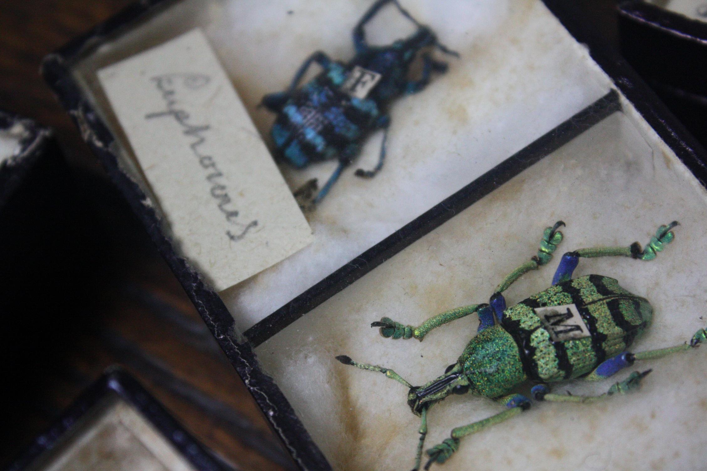 Early 20th Century Collection of 44 Cased Museum Entomology Beetle Specimens 3