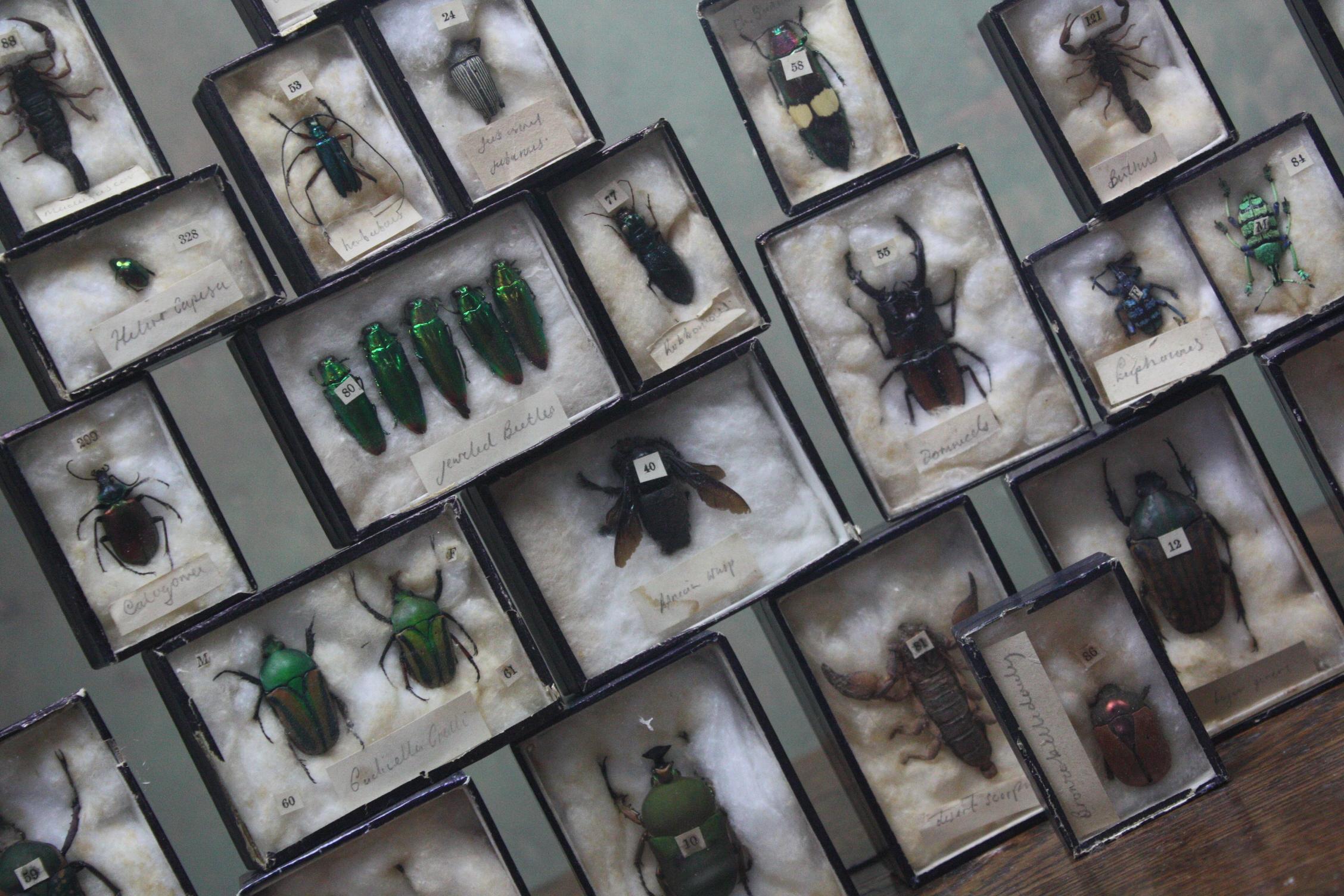 Early 20th Century Collection of 44 Cased Museum Entomology Beetle Specimens 4