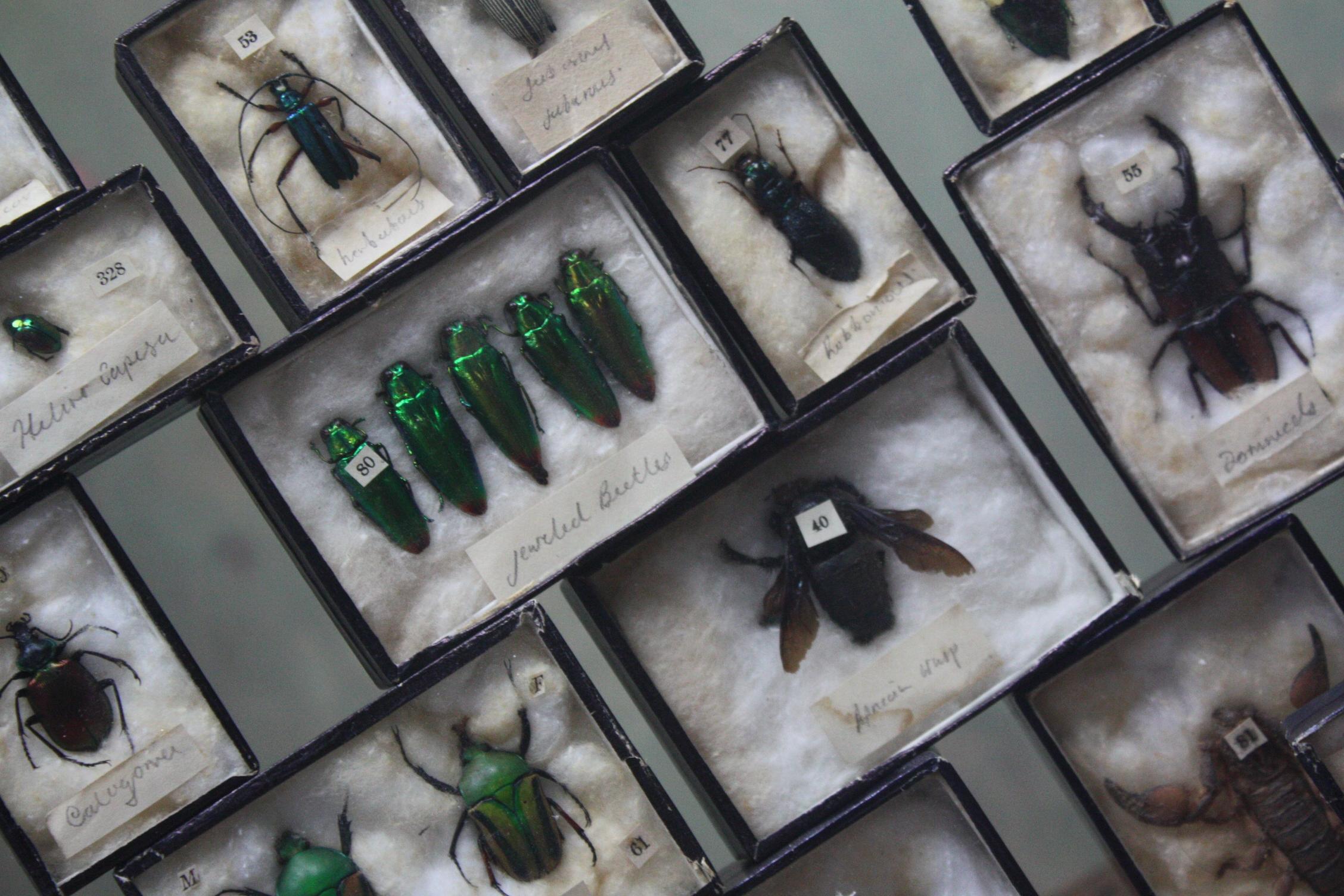 Early 20th Century Collection of 44 Cased Museum Entomology Beetle Specimens 5