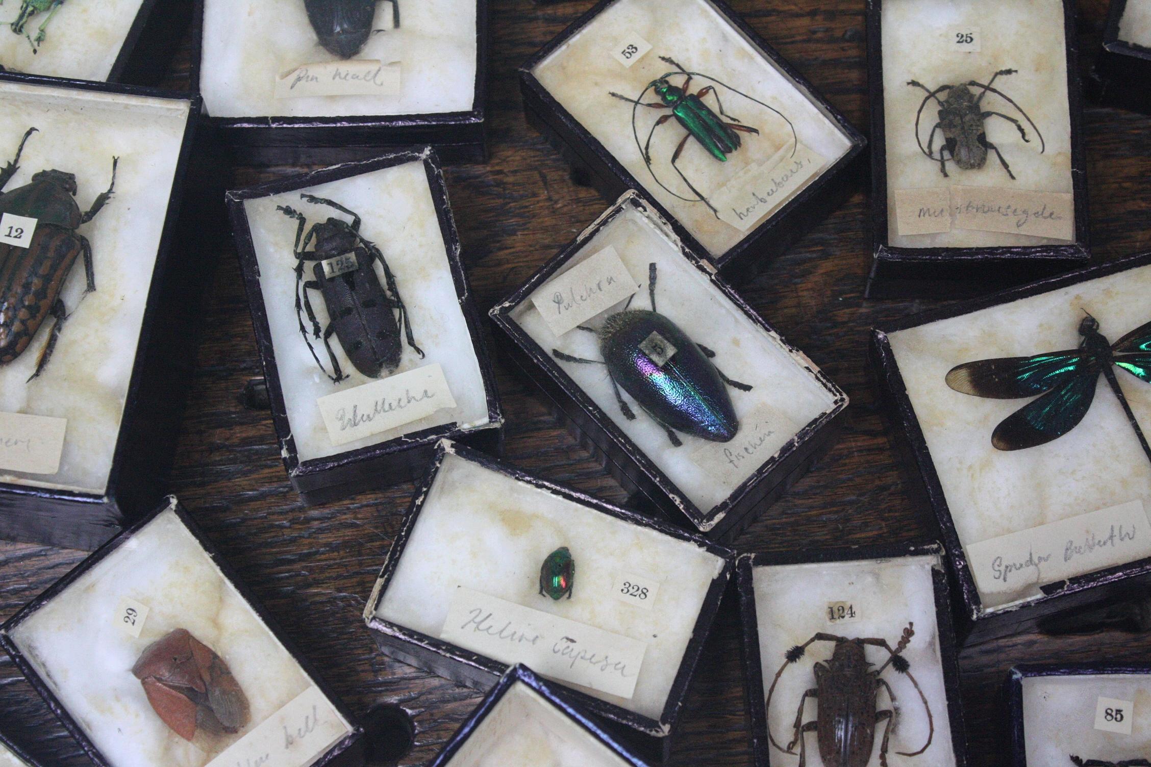 English Early 20th Century Collection of 44 Cased Museum Entomology Beetle Specimens