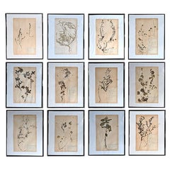 Collection de fleurs pressées montées du début du 20e siècle