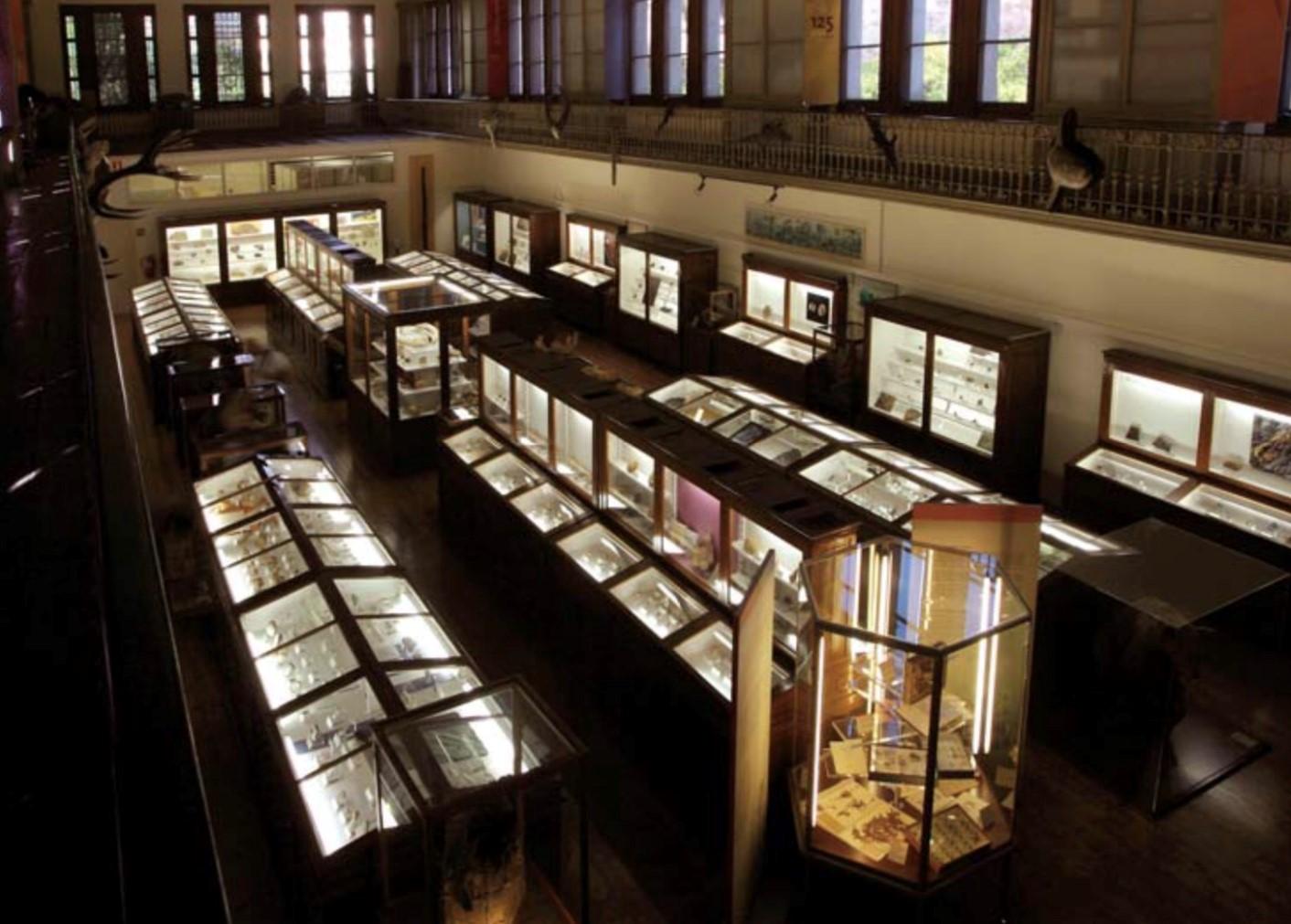 Early 20th Century Museum Low Vitrine from Barcelona's Natural Science Museum 7