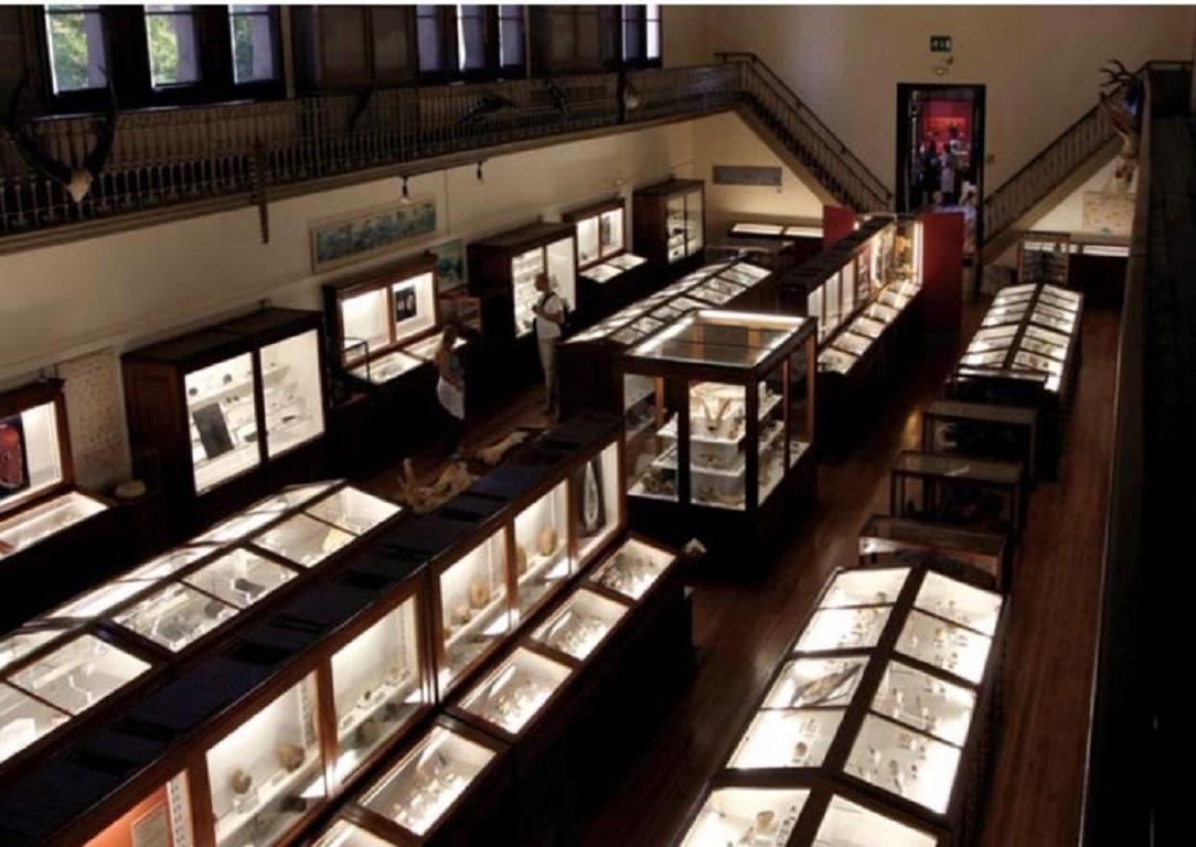 Museumsvitrine aus dem frühen 20. Jahrhundert aus dem Naturwissenschaftlichen Museum von Barcelona (Glas)