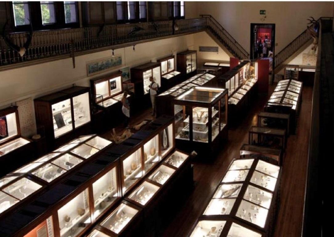 Early 20th Century Museum Vitrine from Barcelona's Natural Science Museum 1