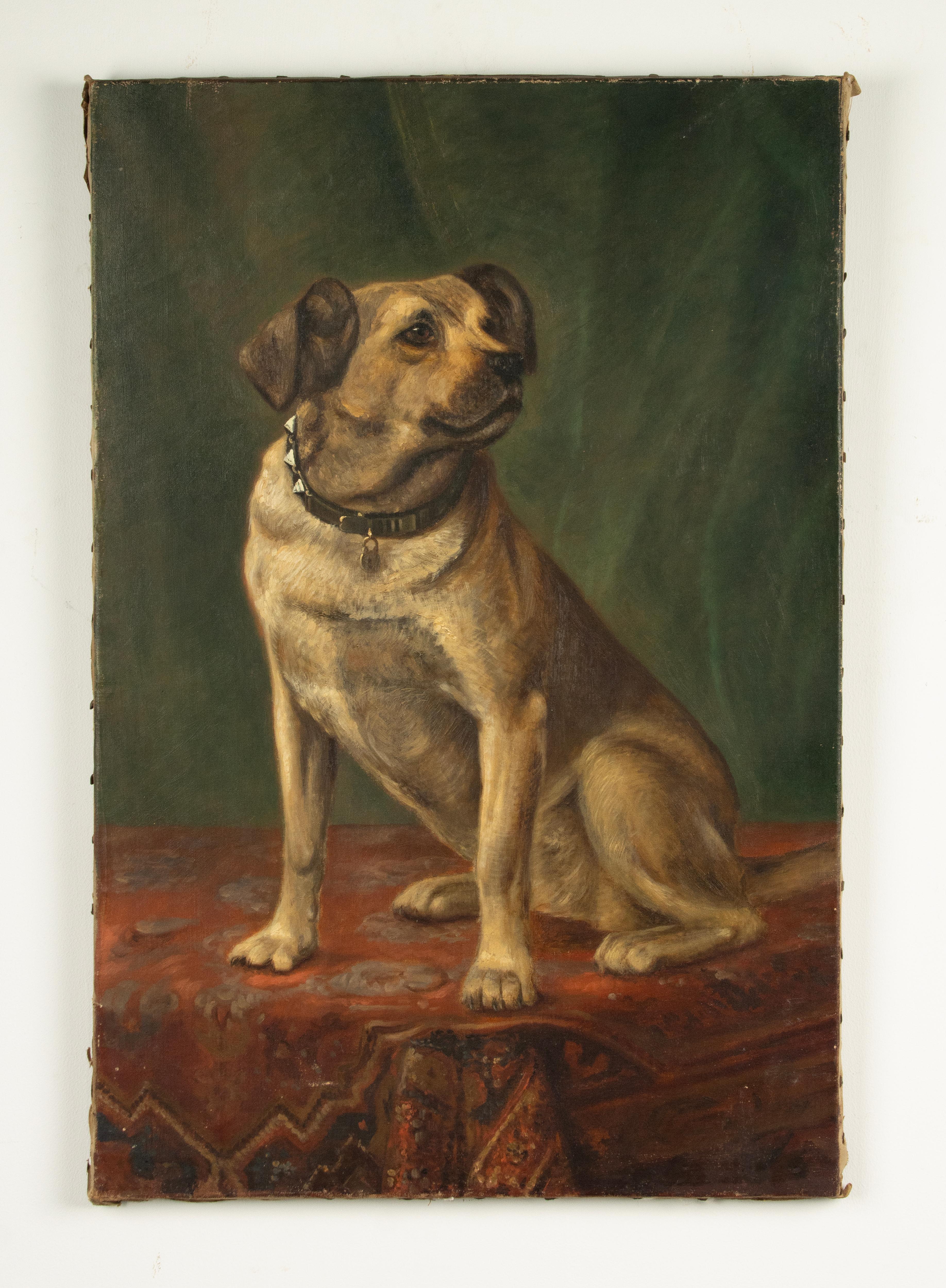 A refined oil painting of a dog, sitting on a table cloth. The breed is unknown, probably a fox terrier type. Made in the Netherlands or Belgium. It has no signature. The painting has been fully cleaned by a professional restorer. 

Dimensions: 46 x