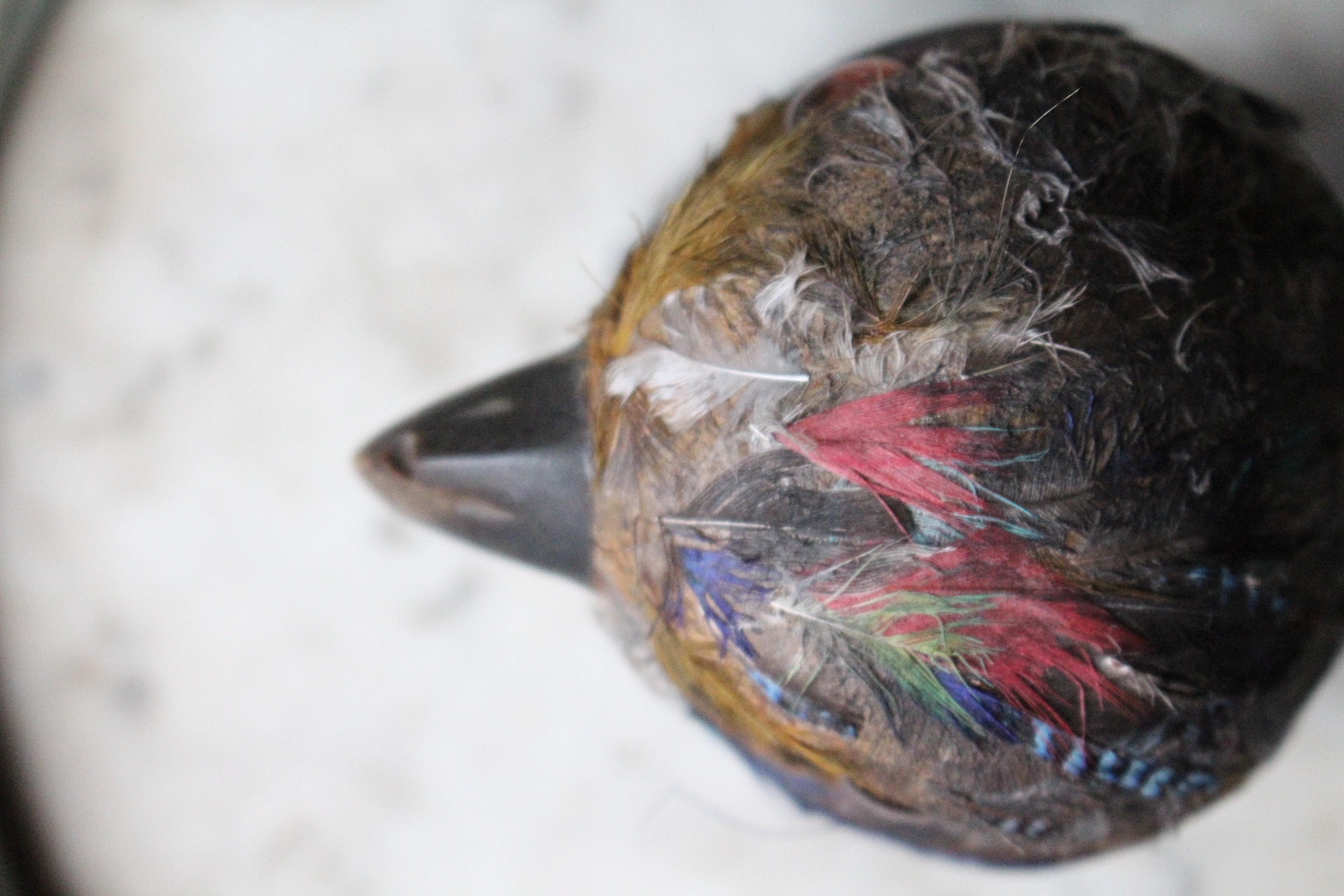 Early 20th Century Parrot Ink Well, Glass Eyes, Hand Dyed Feathers For Sale 3