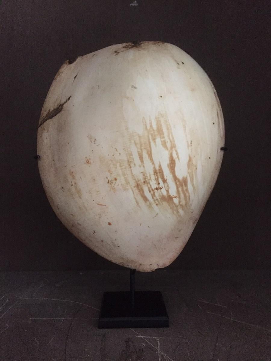 Early 20th Century Pectorial Shield Shell Papua New Guinea 5