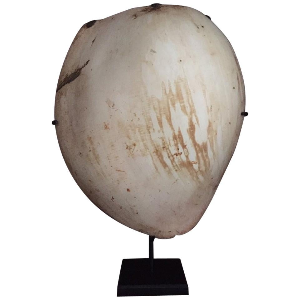 Early 20th Century Pectorial Shield Shell Papua New Guinea