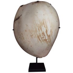 Early 20th Century Pectorial Shield Shell Papua New Guinea