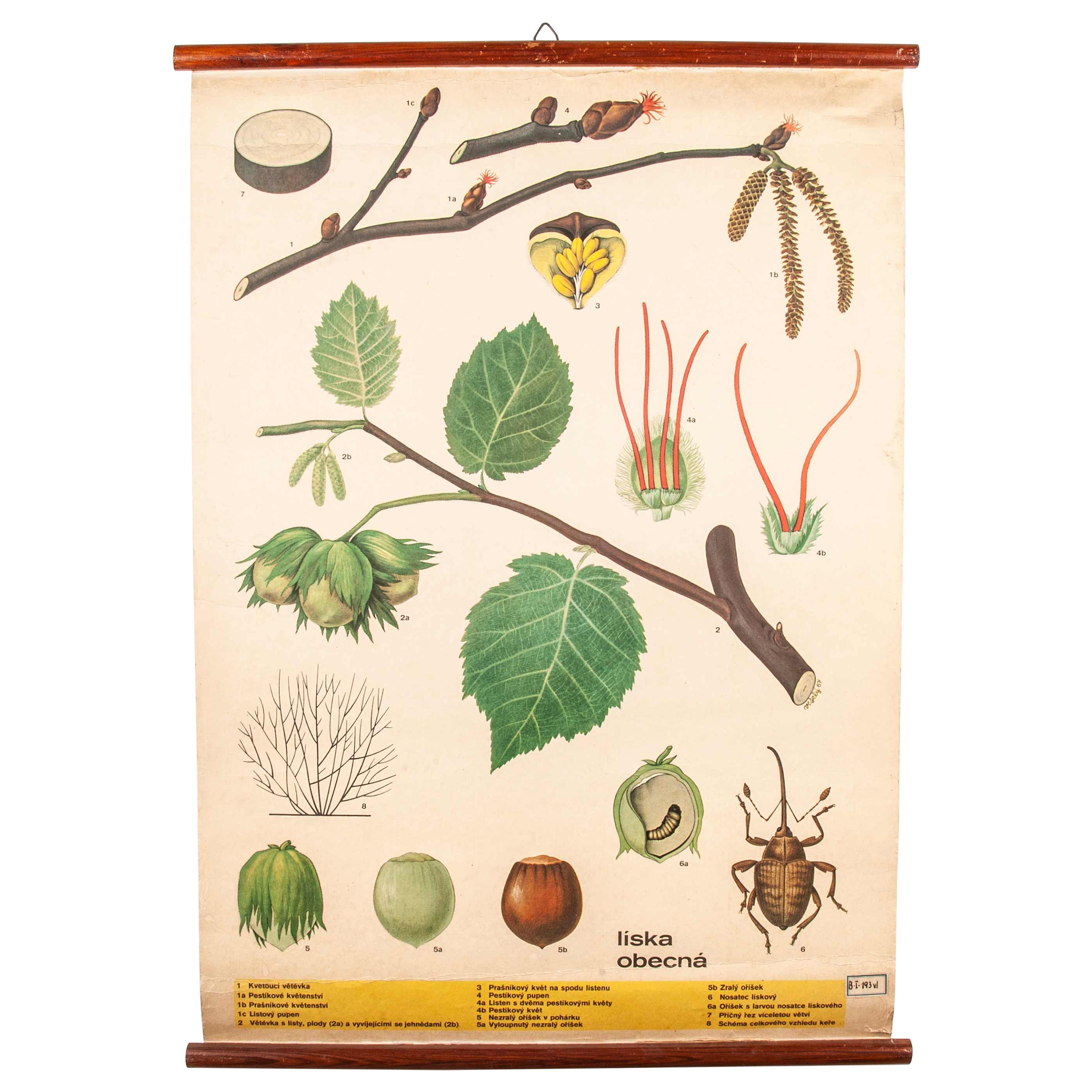 Early 20th Century Plant and Insect Chart For Sale